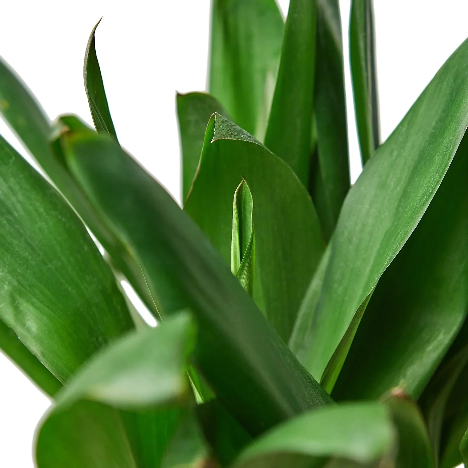 Cordyline Glauca - Image 2
