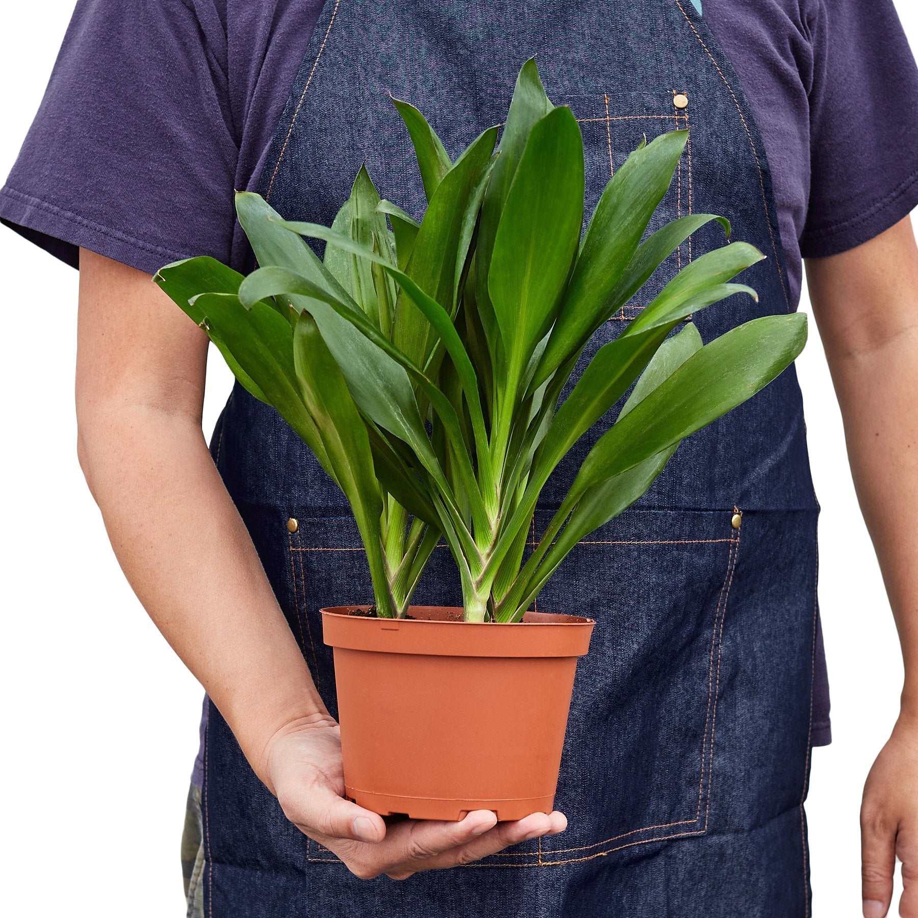 Cordyline Glauca - Image 3