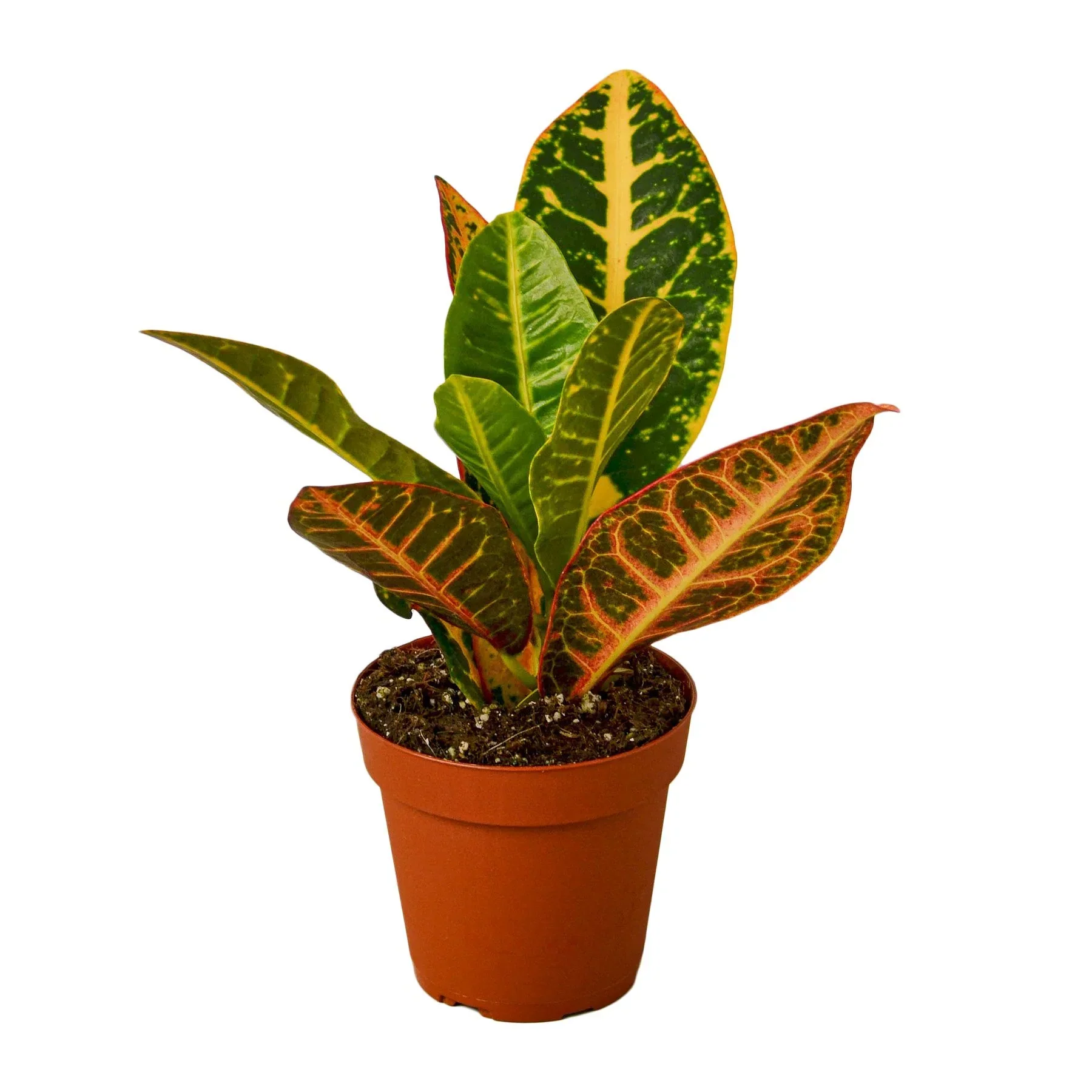 Croton Petra 'Joseph's Coat' - Image 2