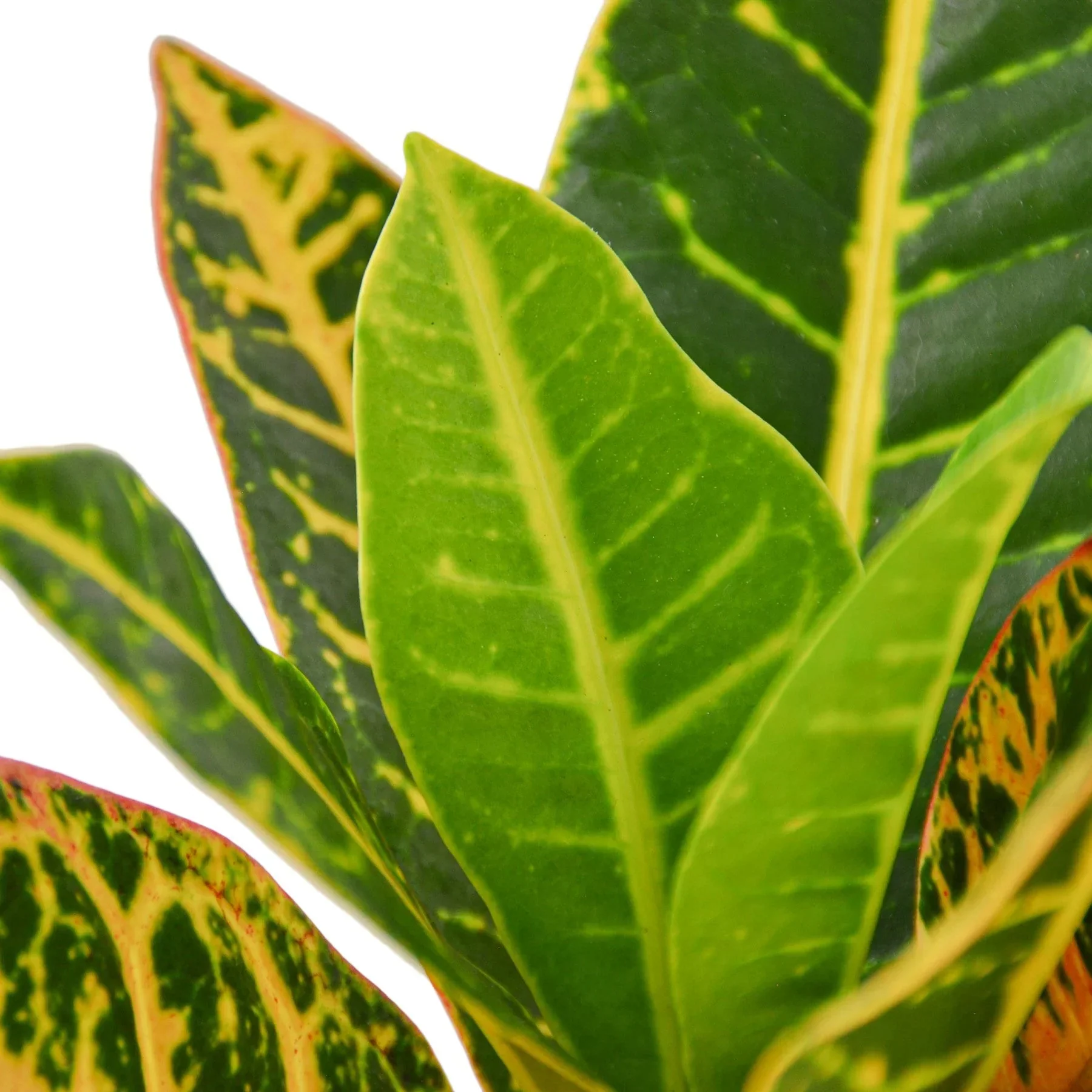 Croton Petra 'Joseph's Coat' - Image 3