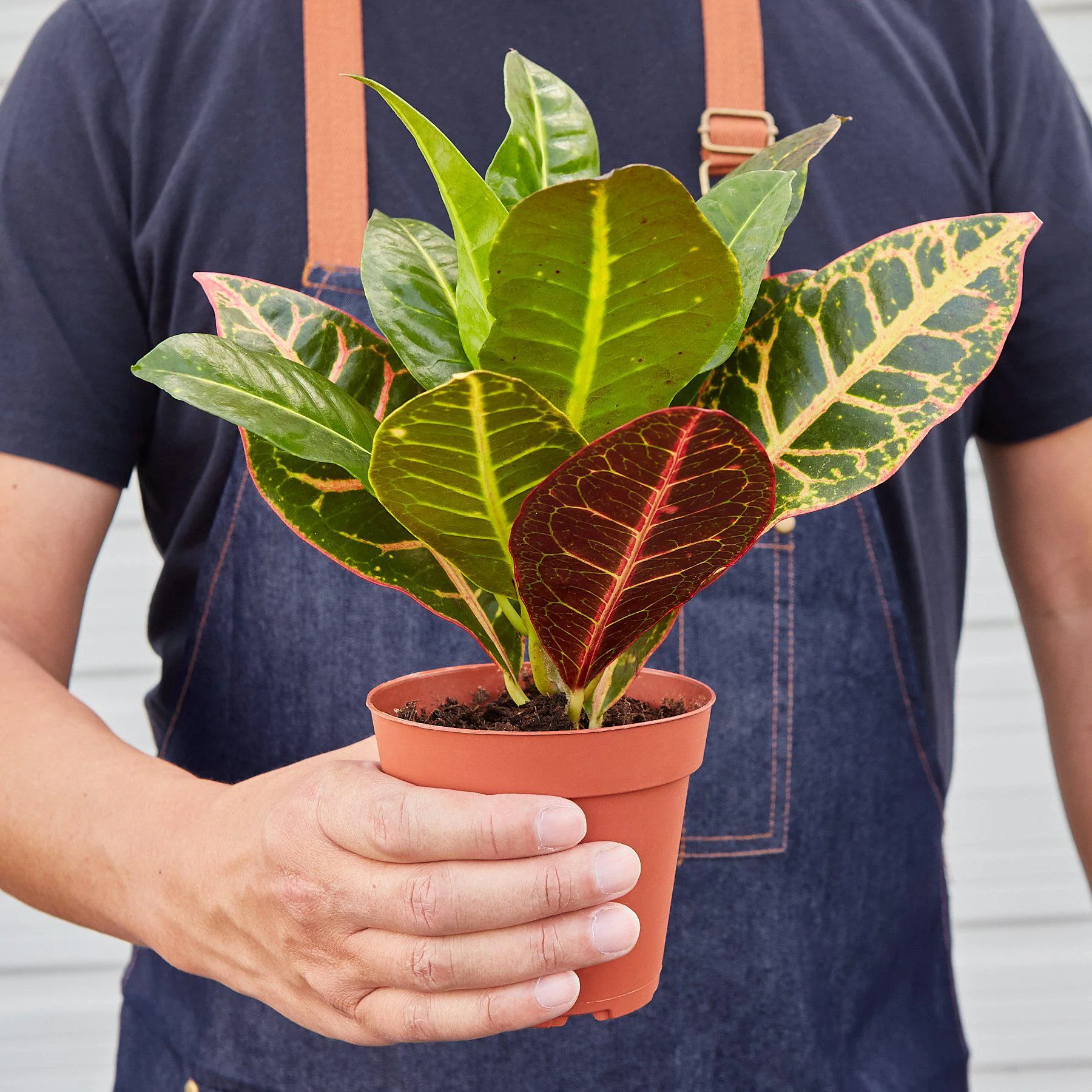 Croton Petra 'Joseph's Coat' - Image 4