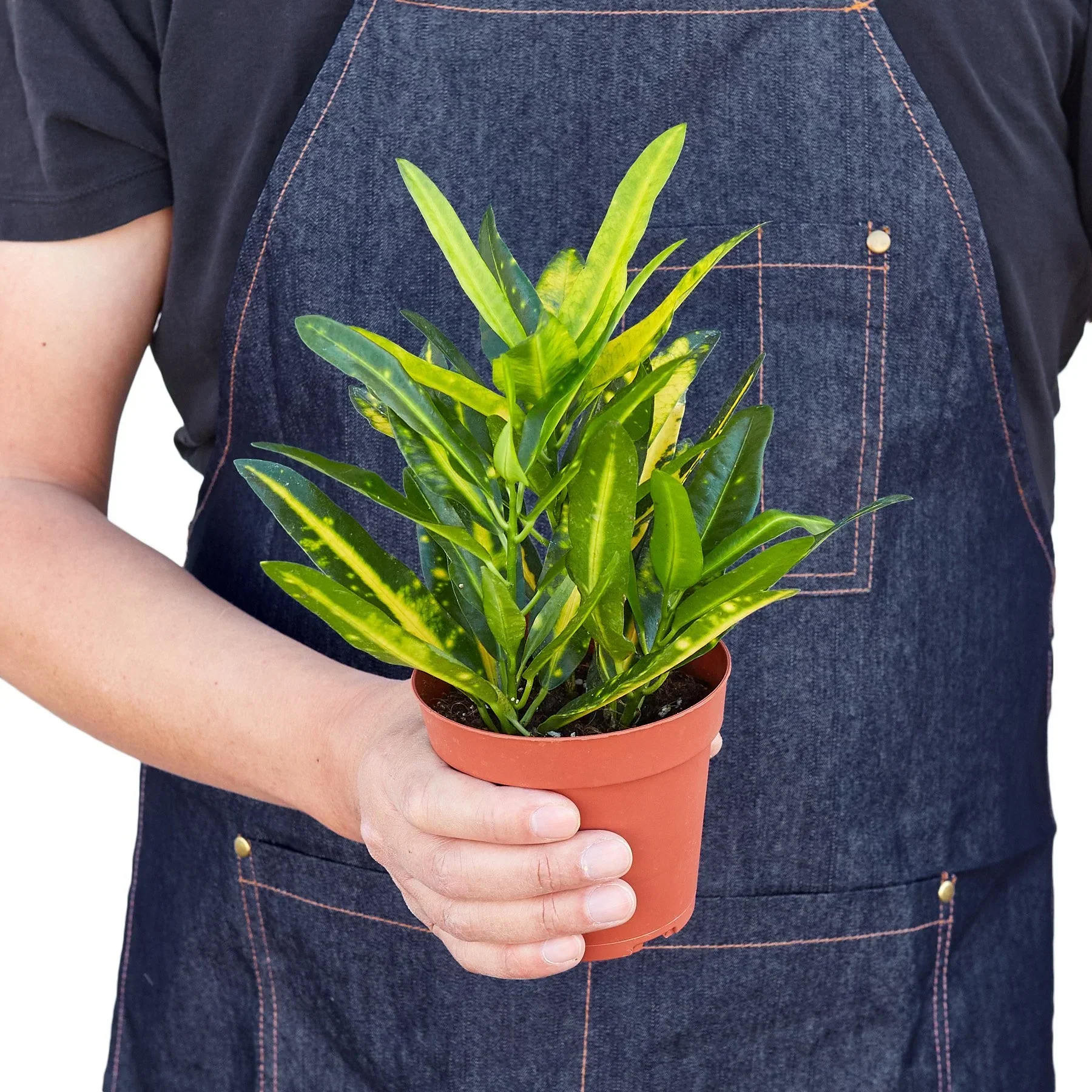 Croton 'Sunny Star' - Image 3