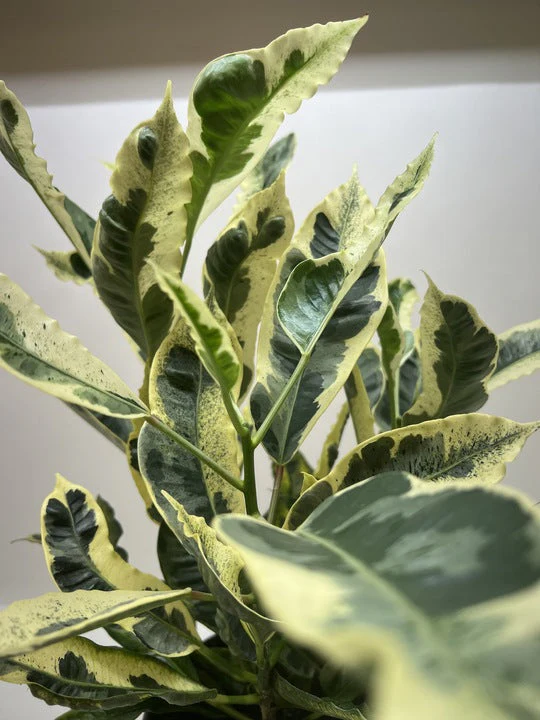 Croton 'Tamara' - Image 2