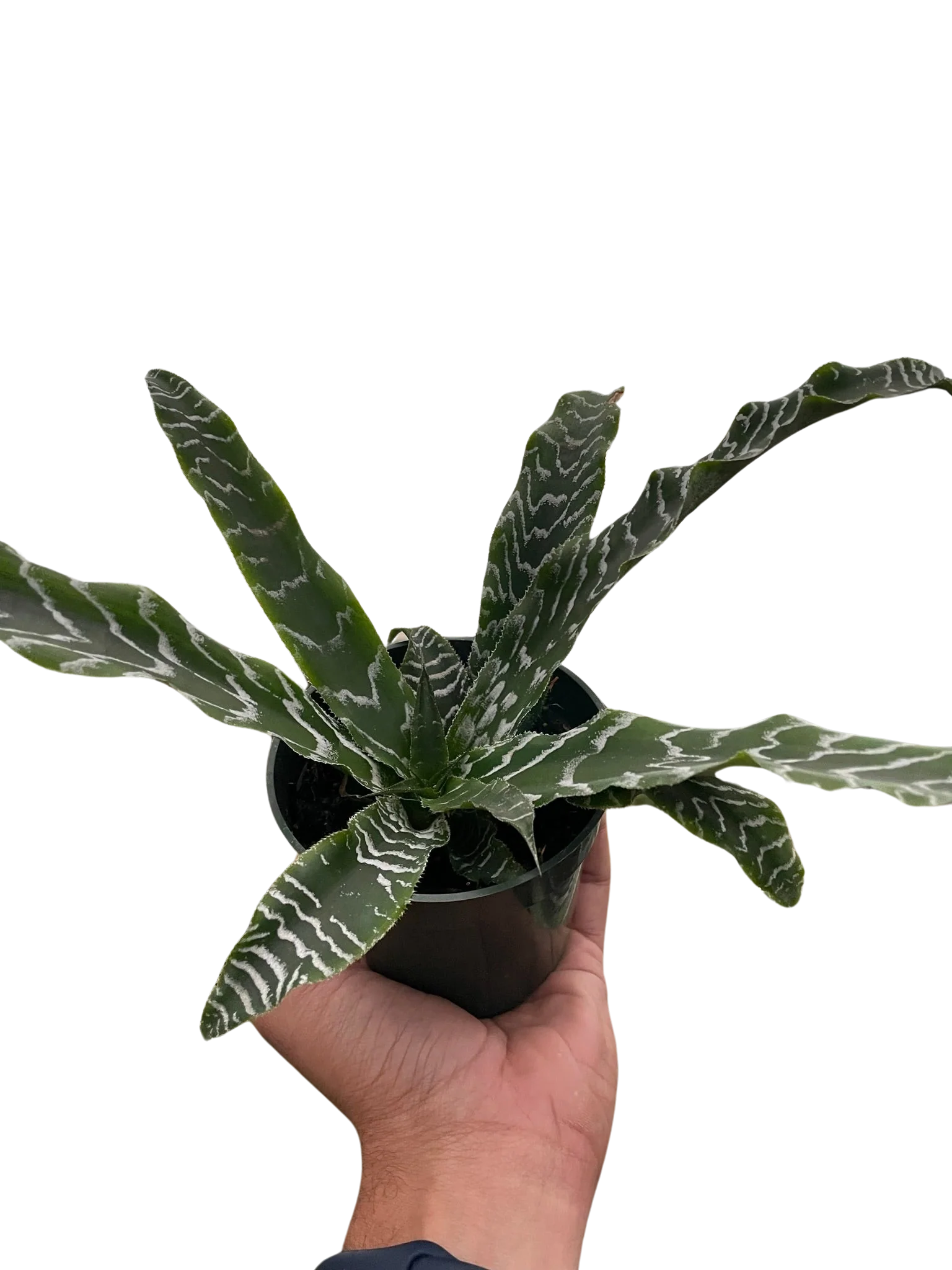 Cryptanthus 'Betty' - Image 3