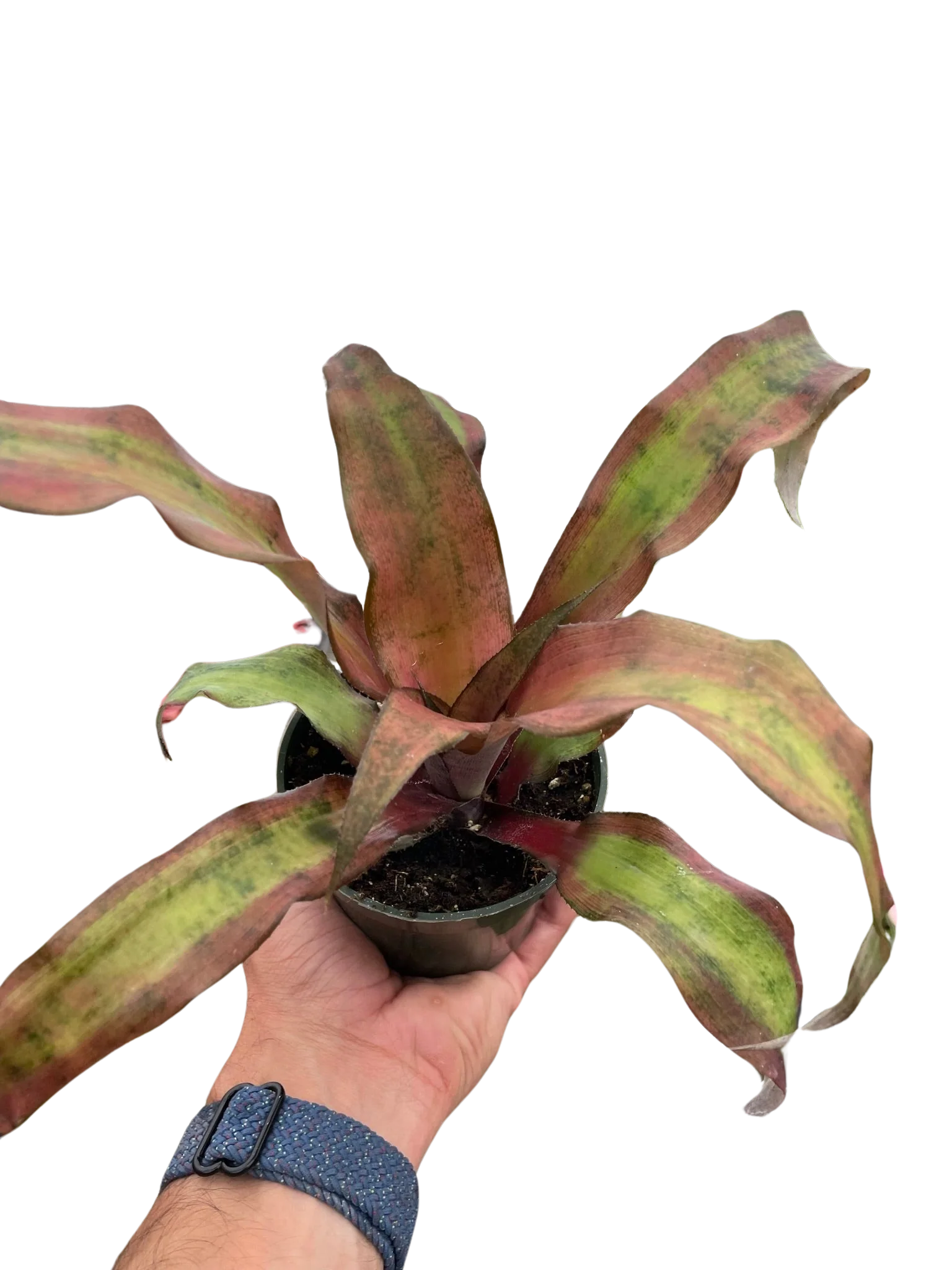 Cryptanthus 'Calypso' - Image 3