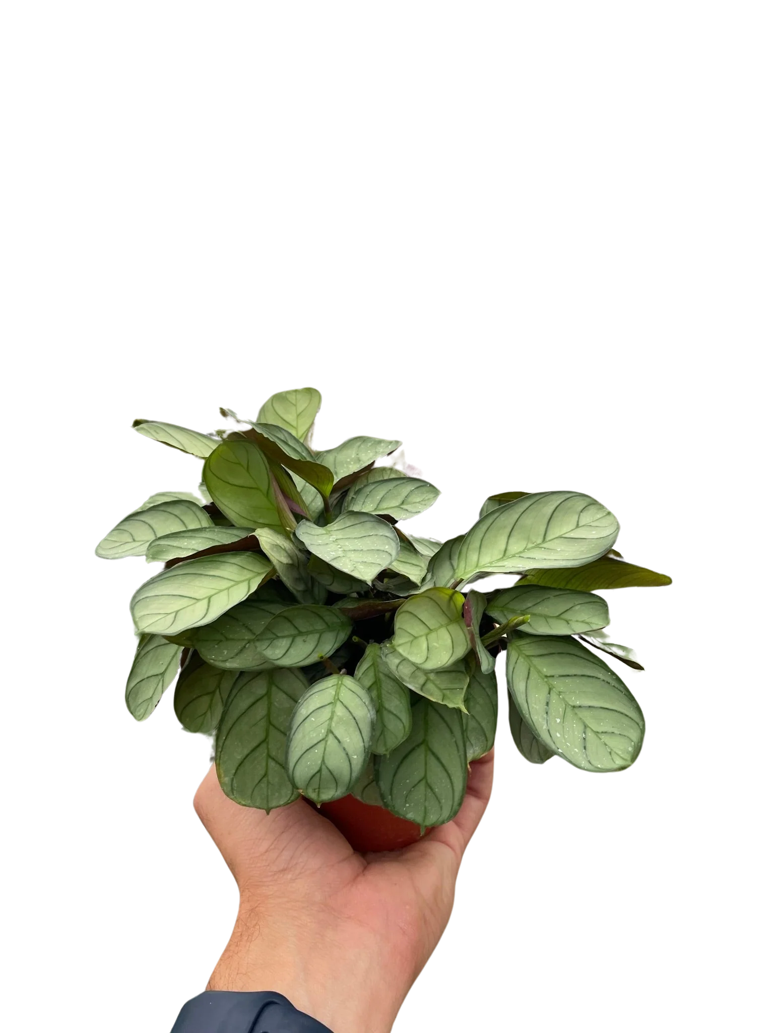 Ctenanthe burle-marxii 'Amagris' - Image 3