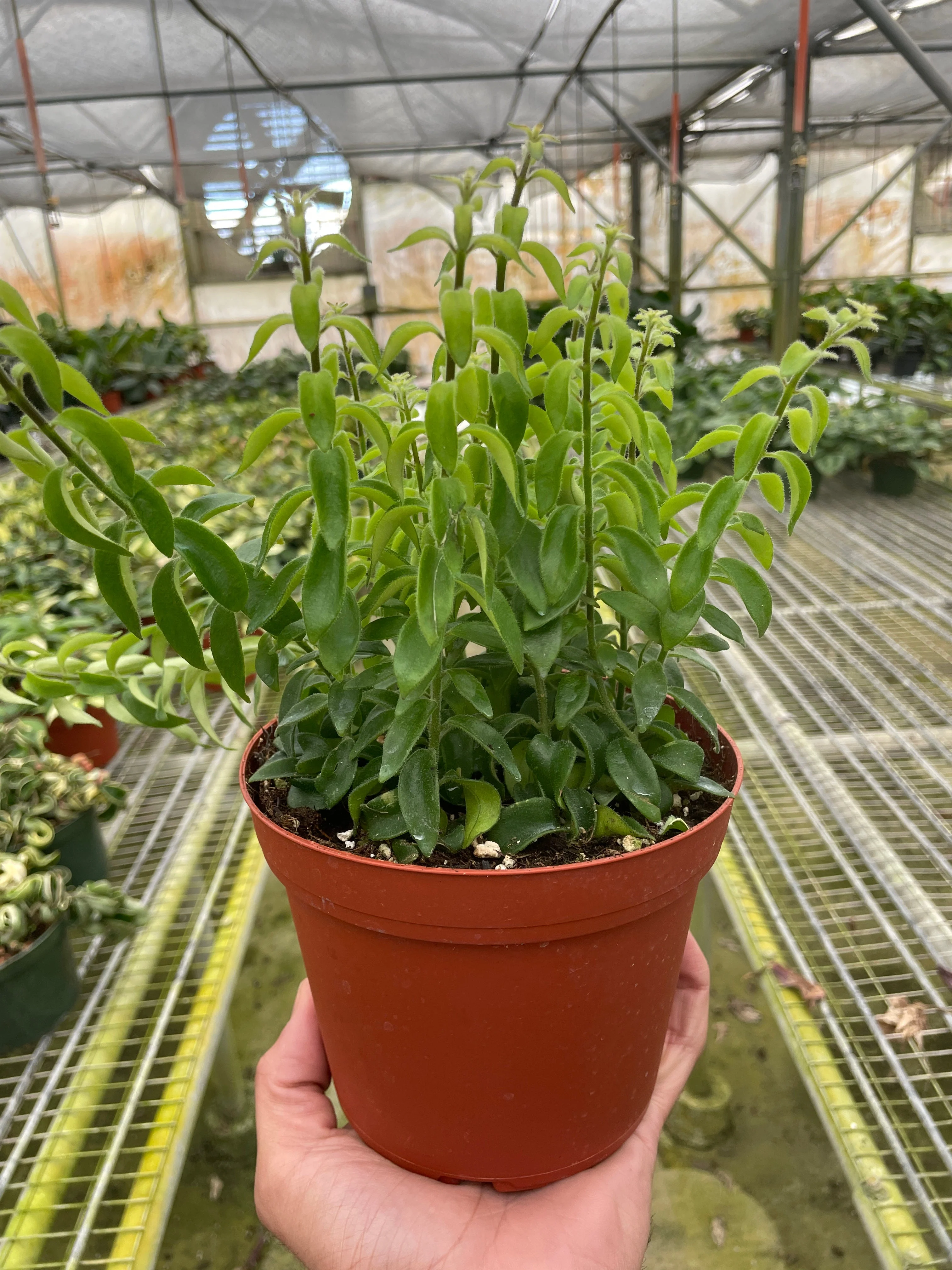 Curly Lipstick Plant - Image 6