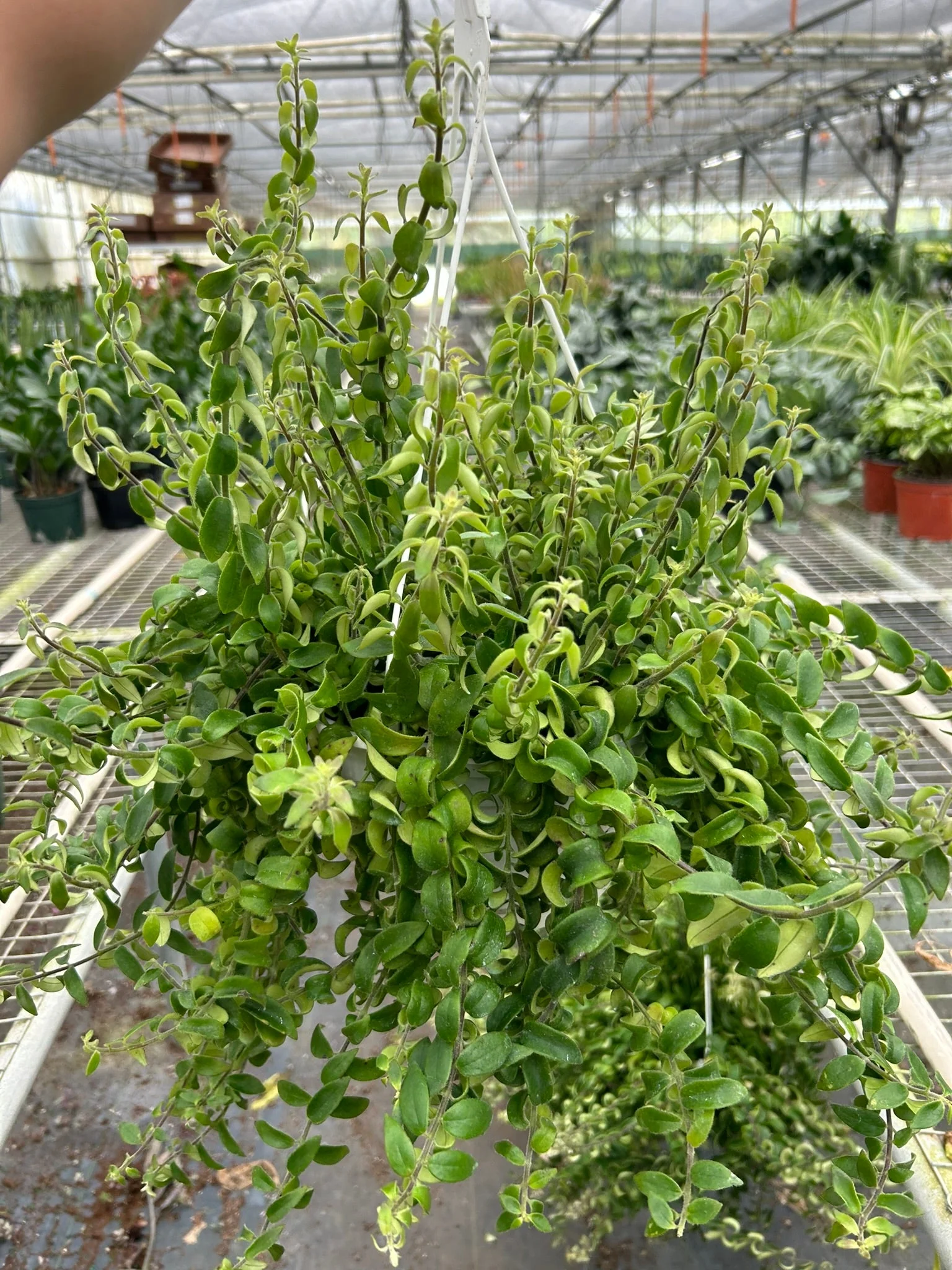 Curly Lipstick Plant - Image 7