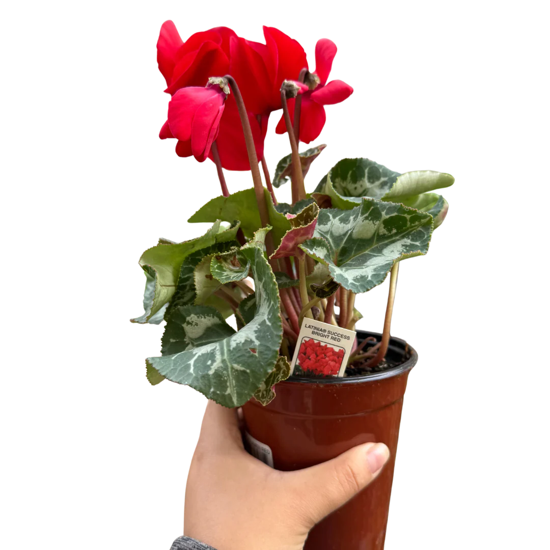 Cyclamen 'Red'