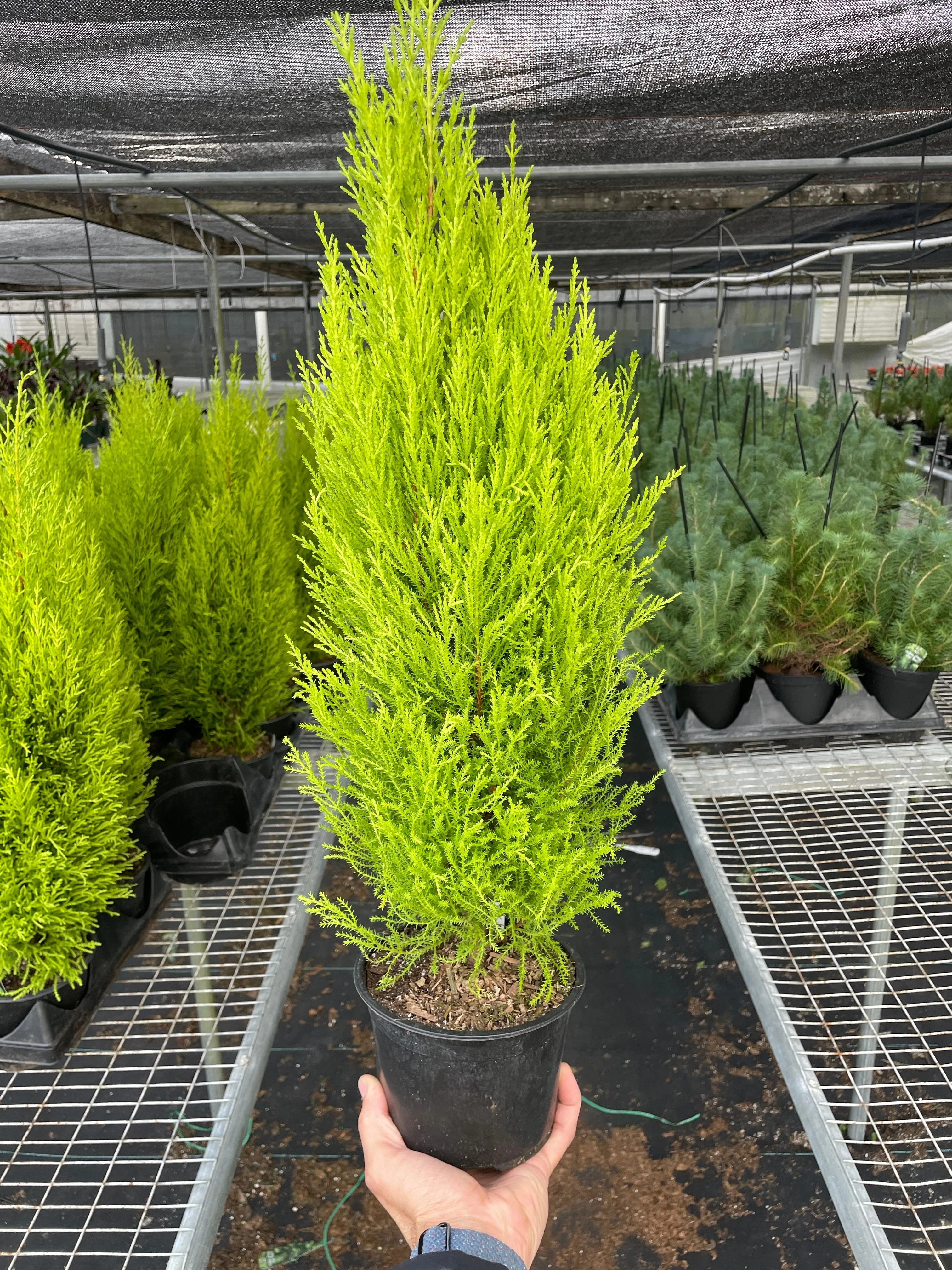 Cypress Lemon - Image 5