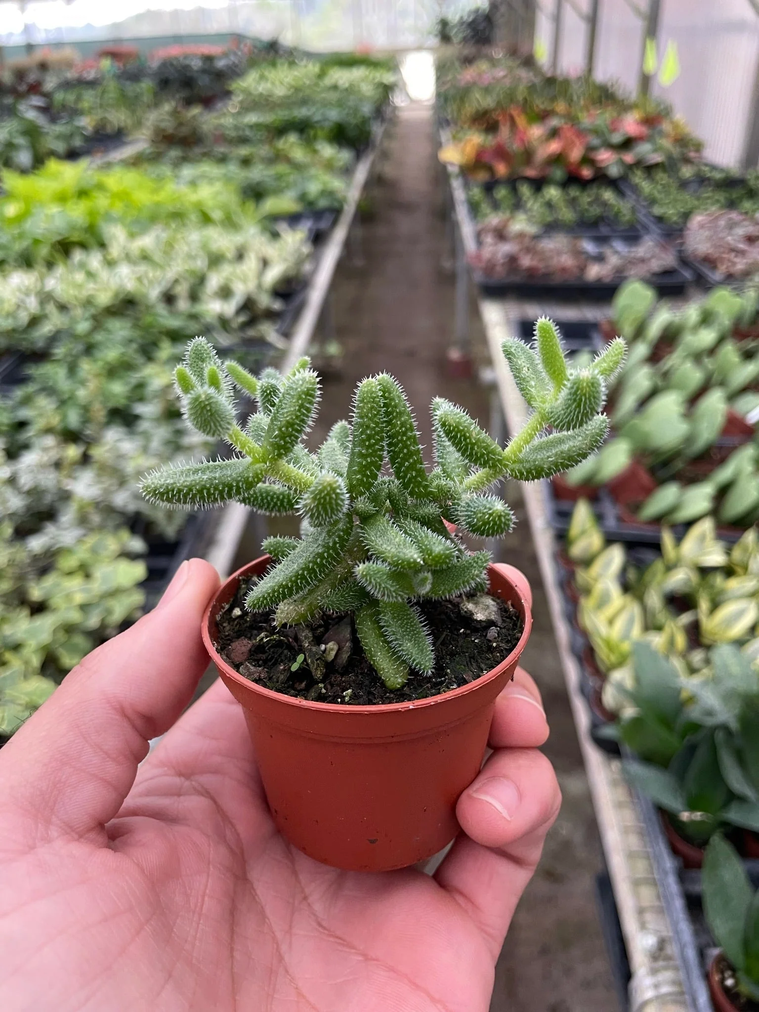 Delosperma echinatum 'Pickle Plant' - Image 2