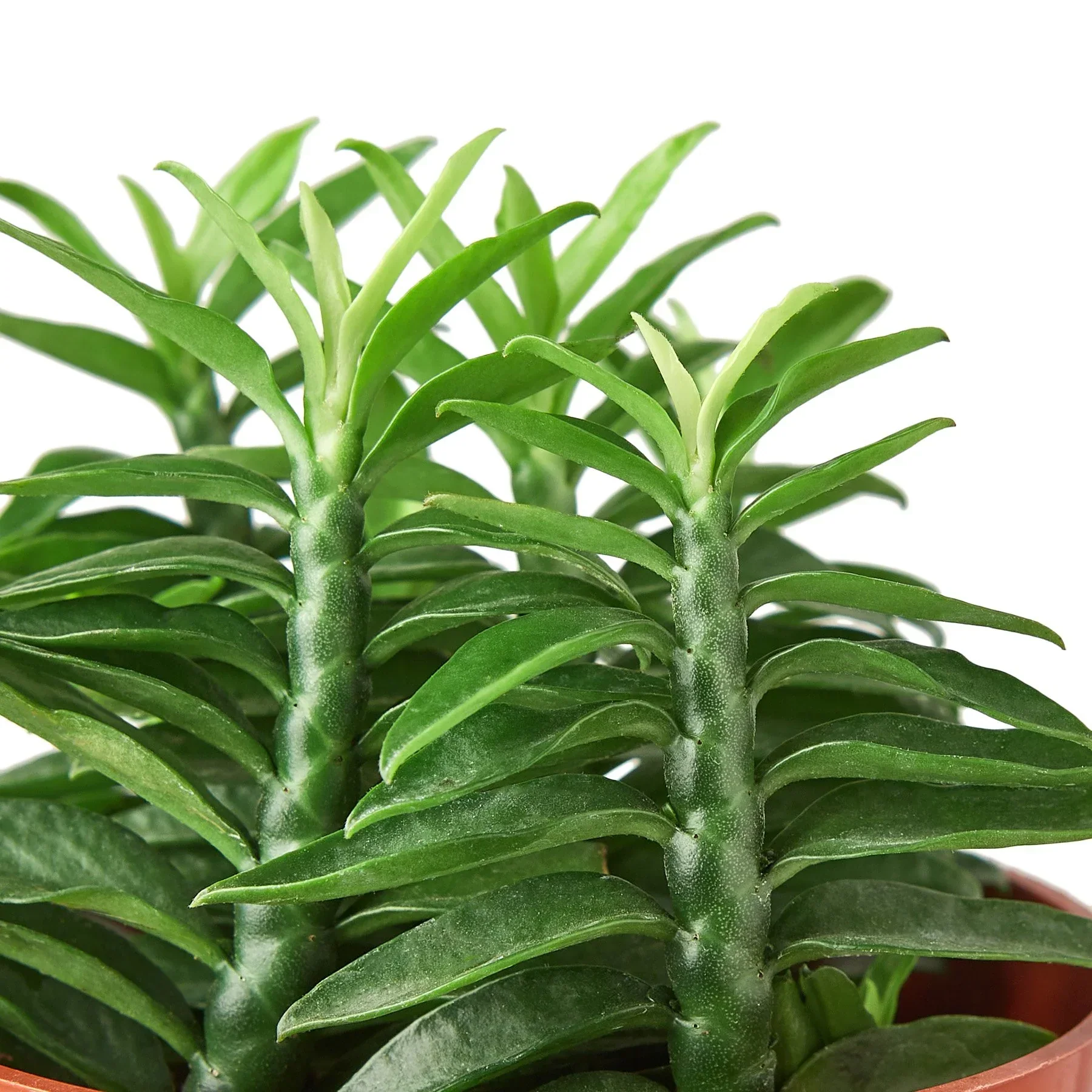 Devil's Backbone Euphorbia - Image 2