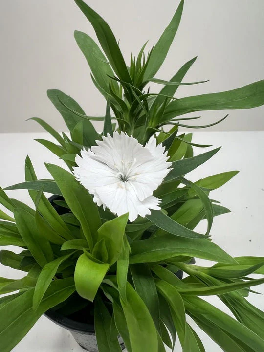Dianthus - Image 4