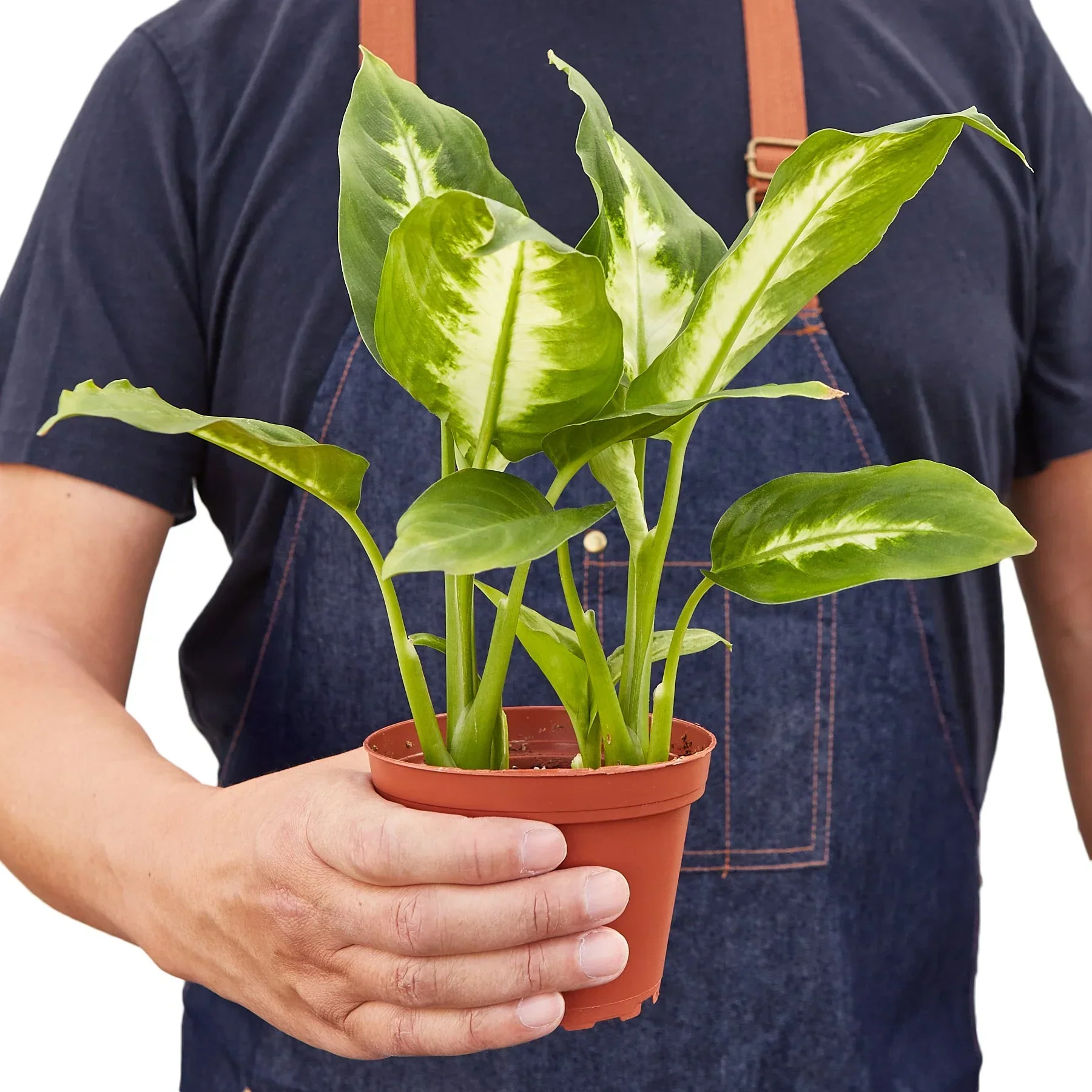 Dieffenbachia Camille - Image 3
