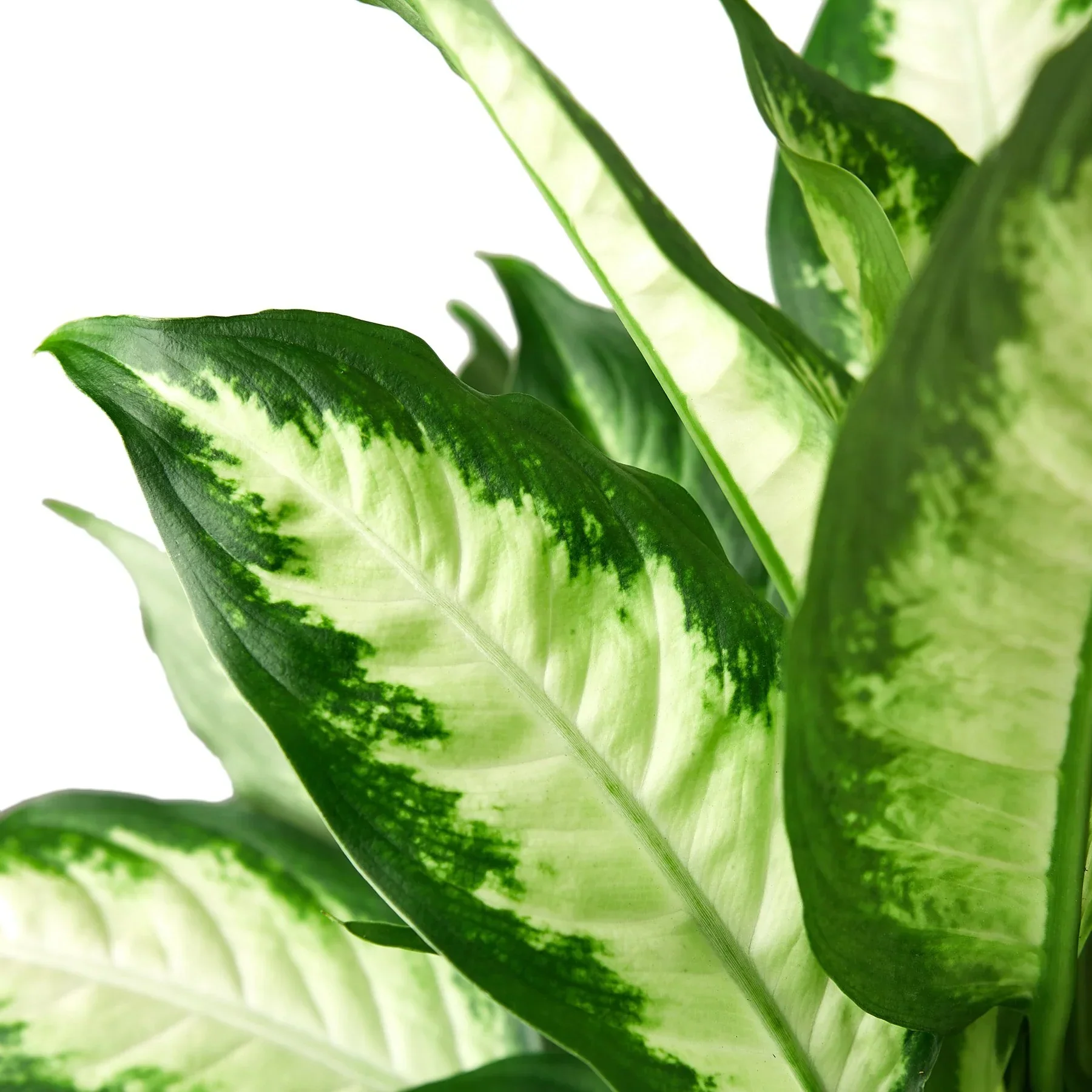 Dieffenbachia Camille - Image 4