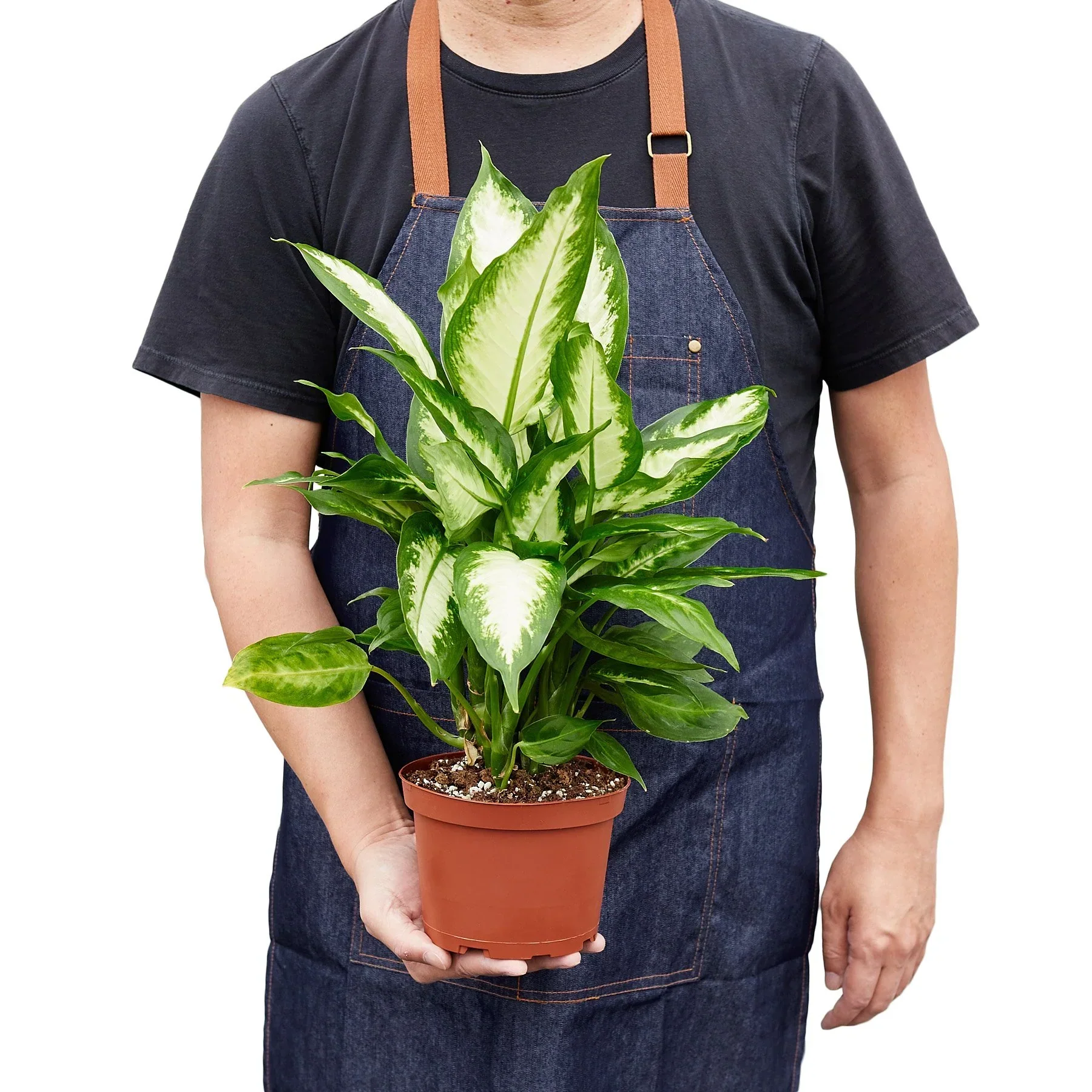 Dieffenbachia Camille - Image 6