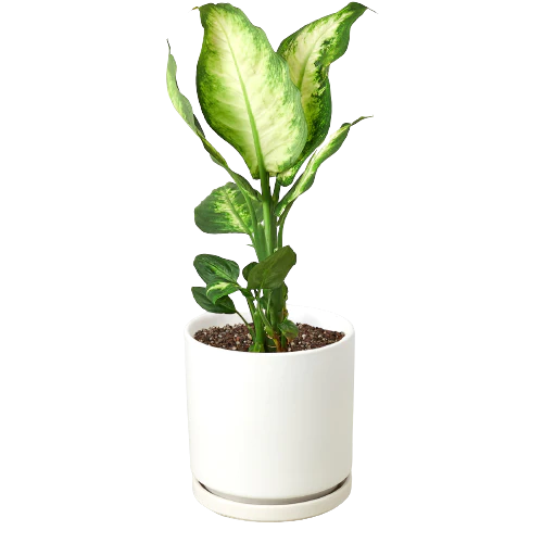 Dieffenbachia Camille - Image 9