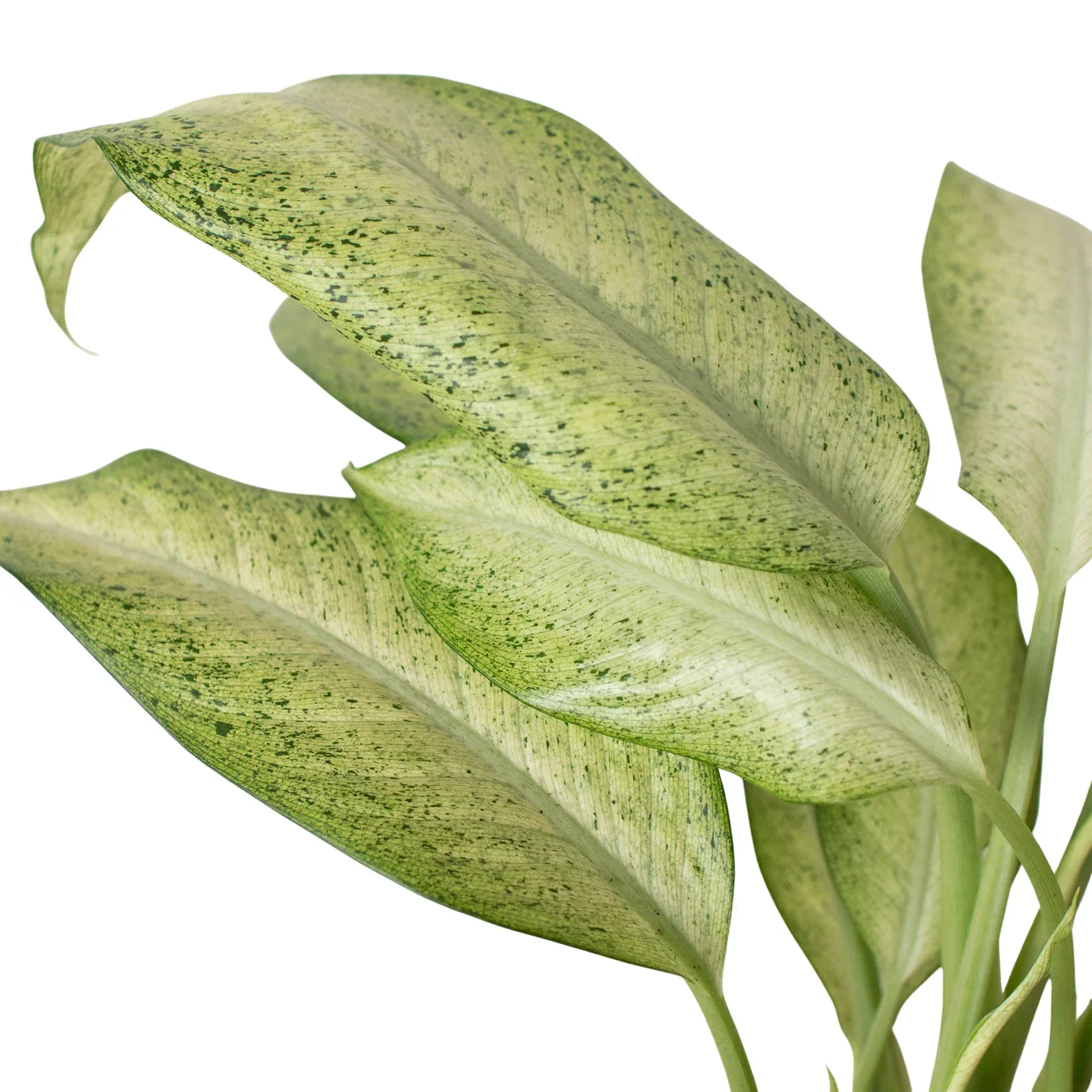 Dieffenbachia 'Camouflage' - Image 3