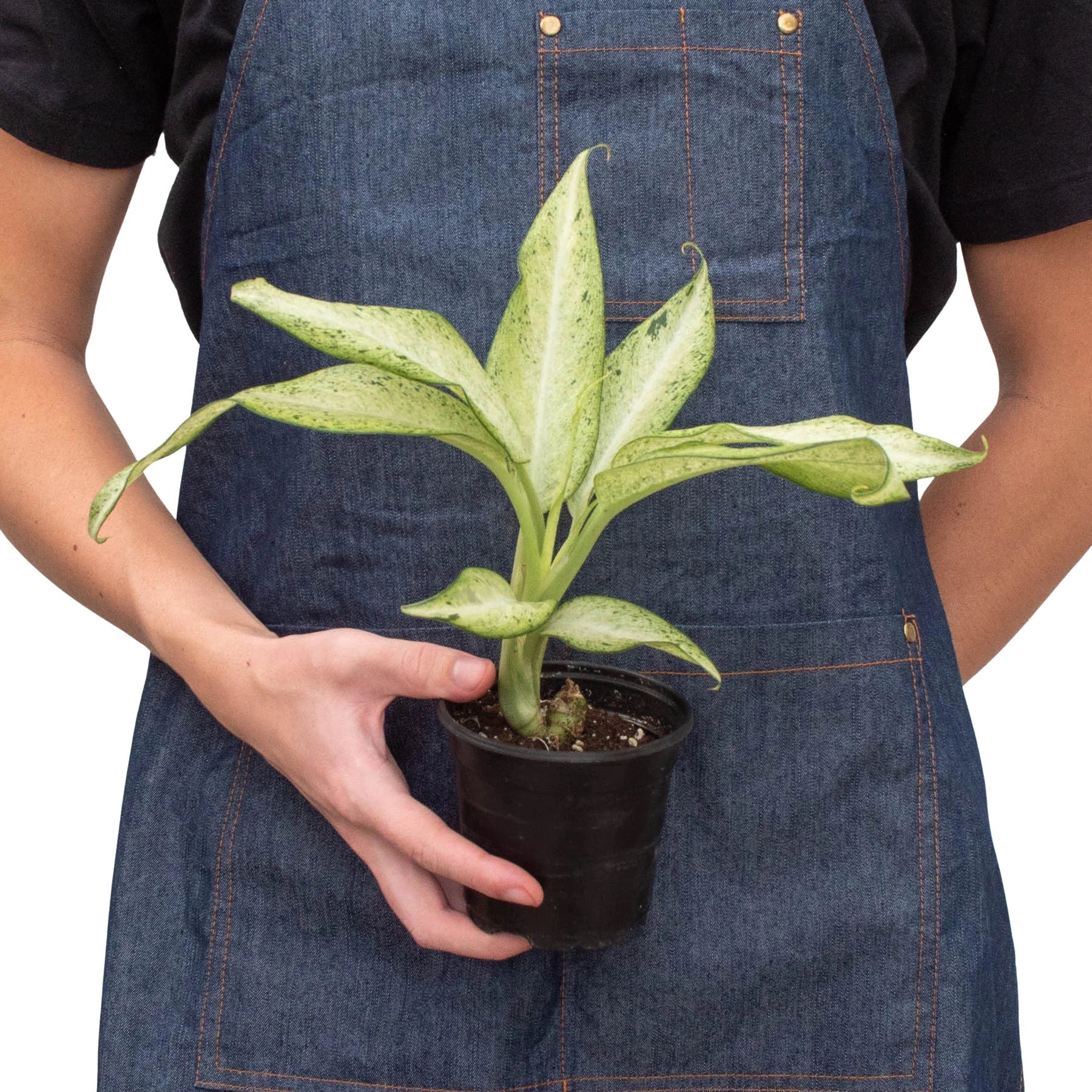 Dieffenbachia 'Camouflage' - Image 5