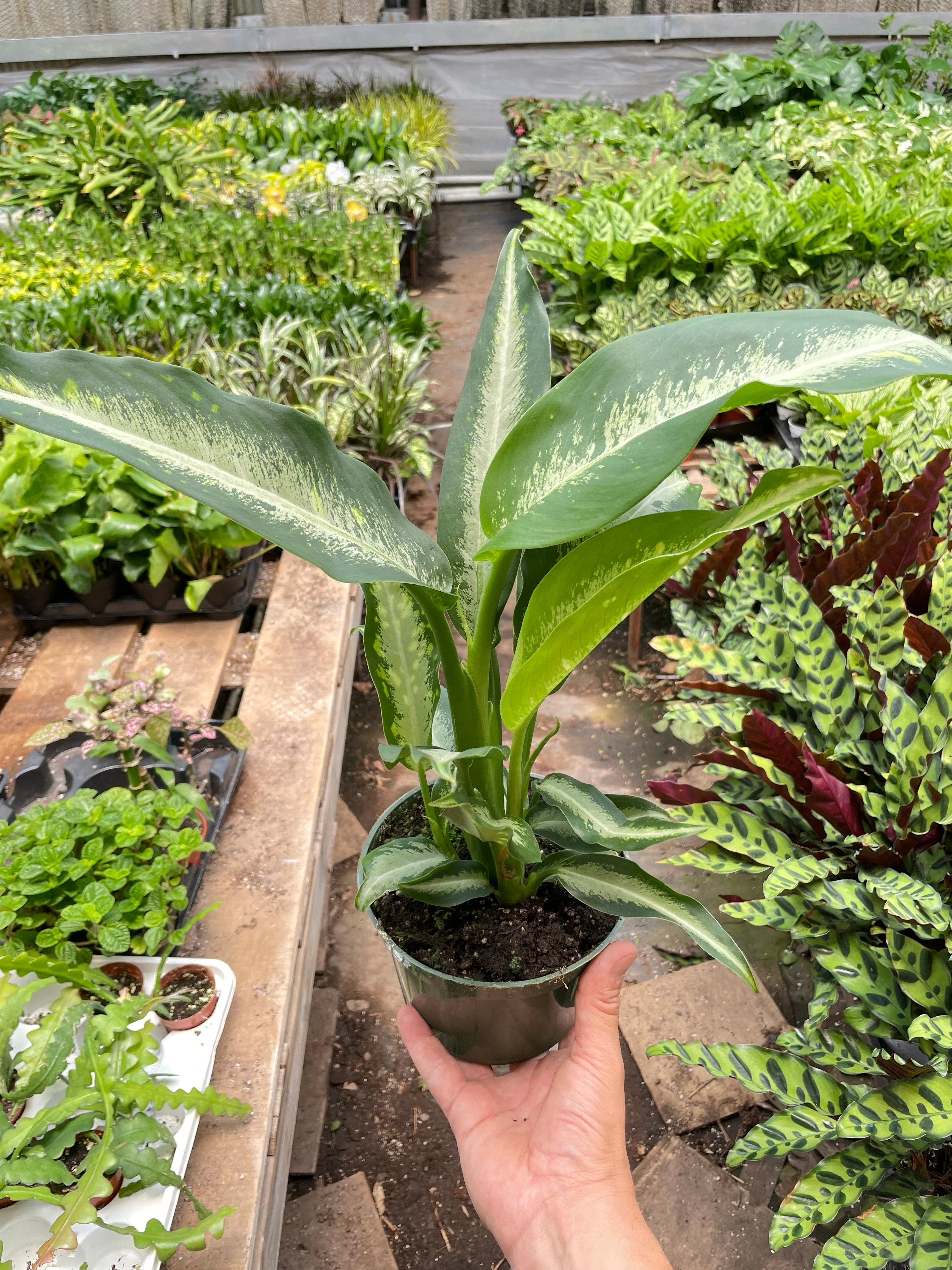 Dieffenbachia Panther - Image 2