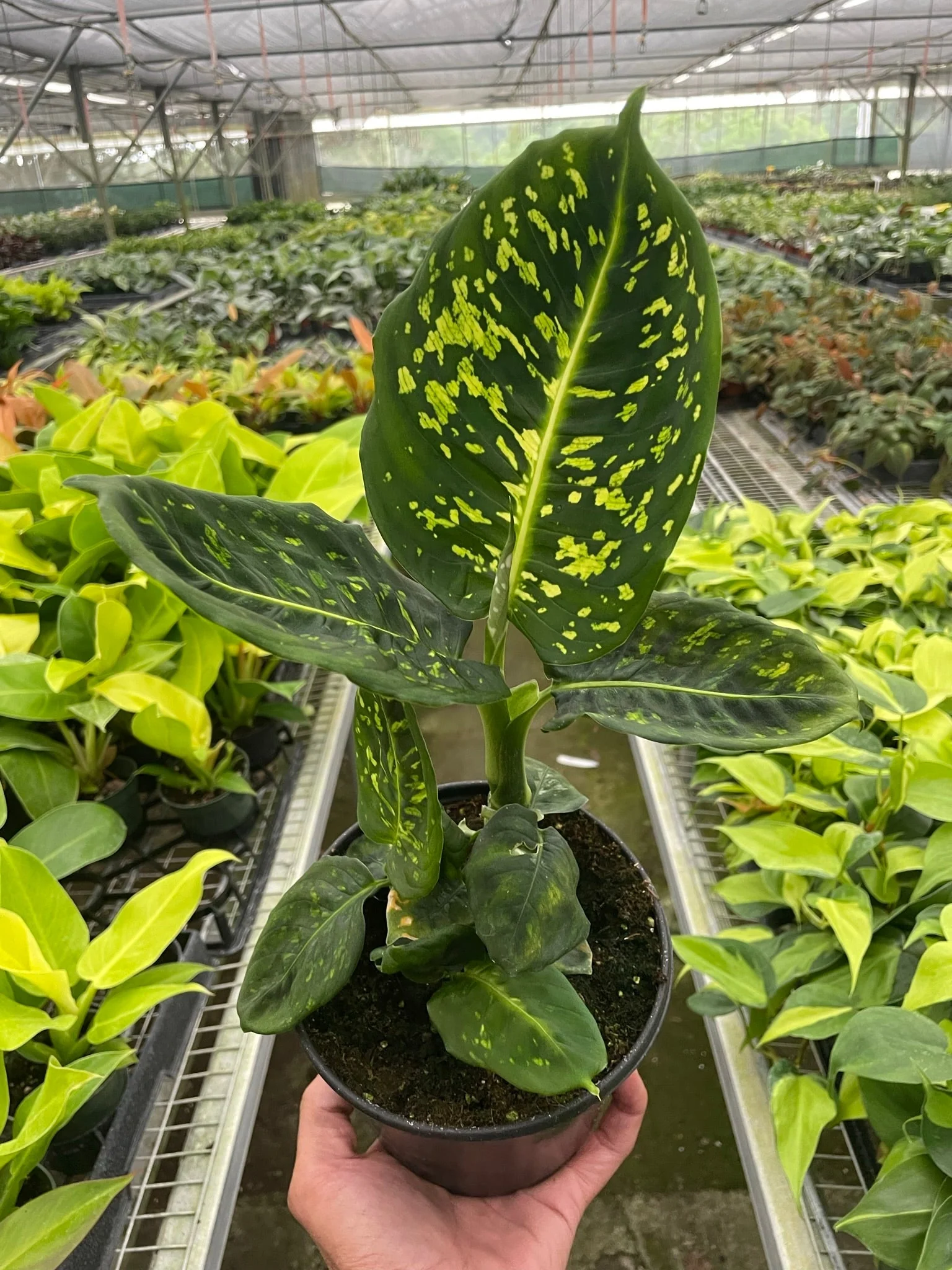 Dieffenbachia 'Reflector' - Image 2