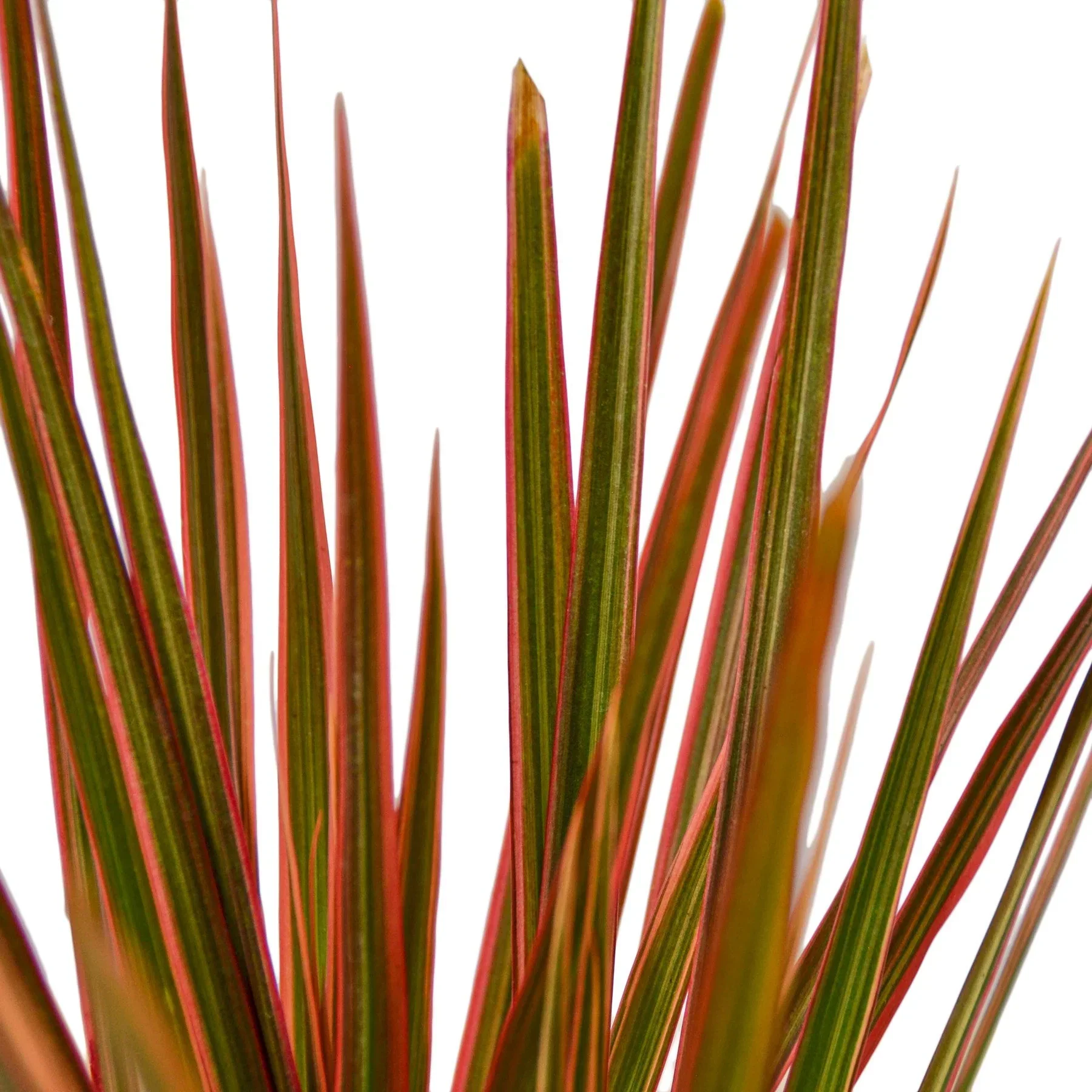 Dracaena 'Colorama' - Image 2