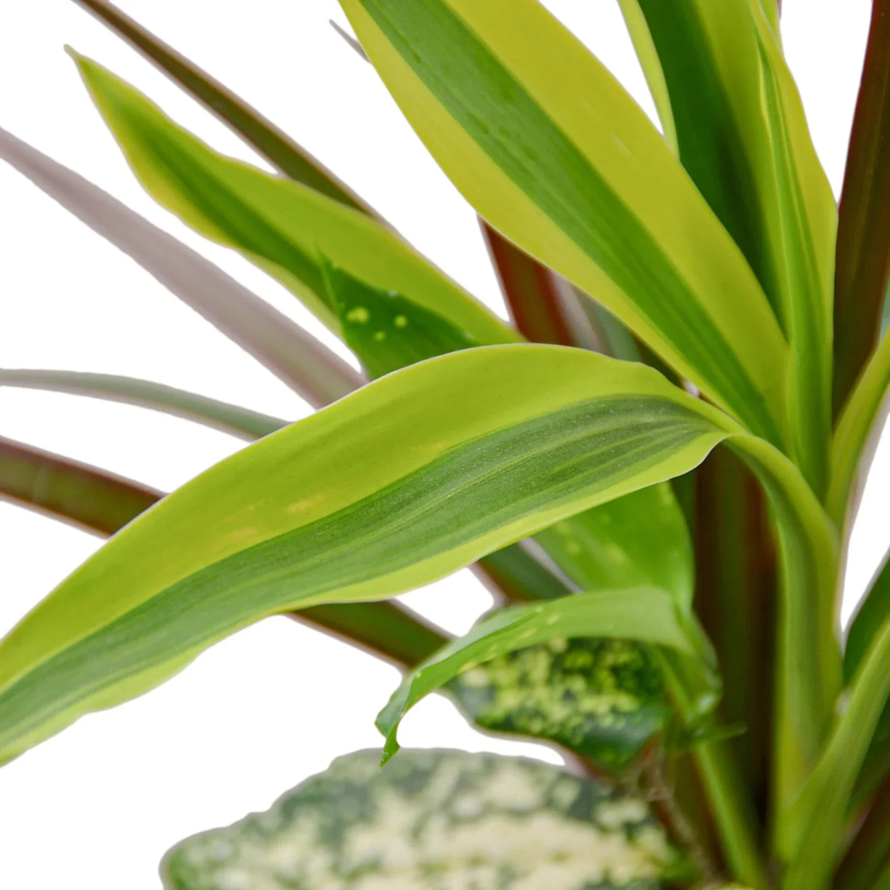 Dracaena 'Combo' - Image 2