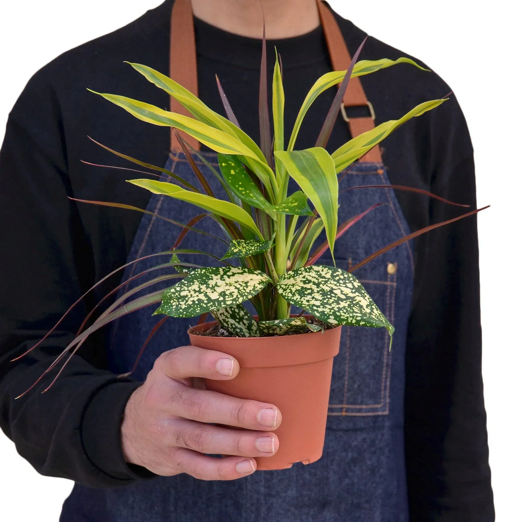 Dracaena 'Combo' - Image 3