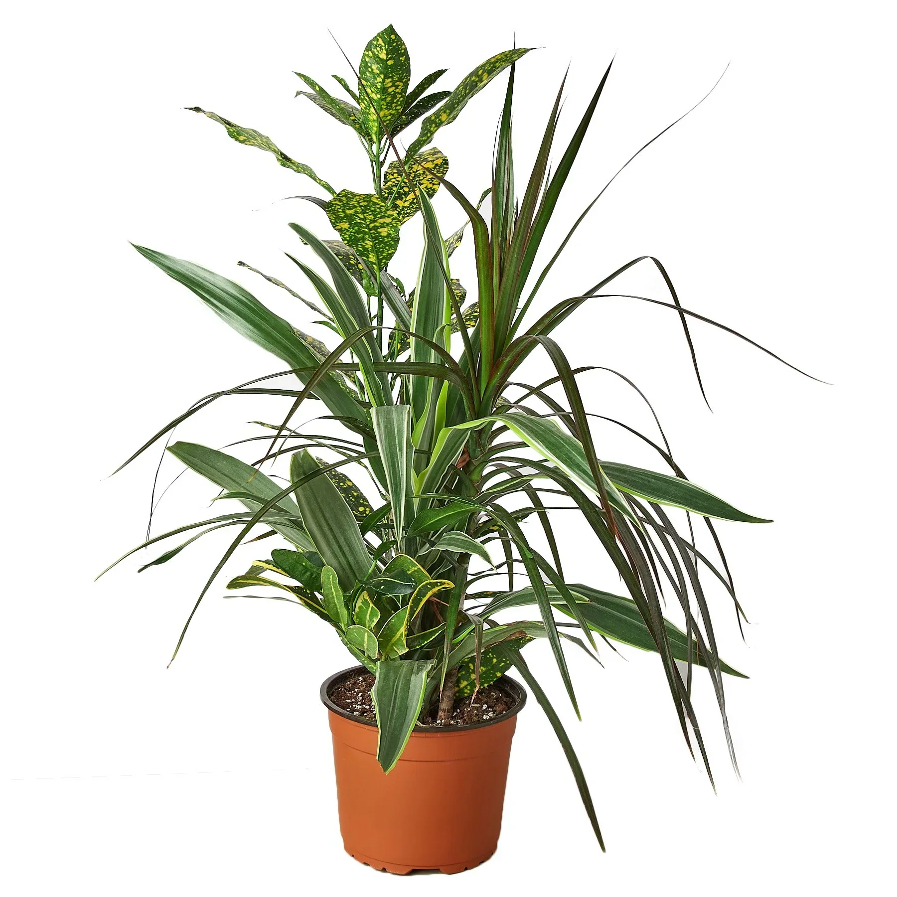 Dracaena 'Combo' - Image 4