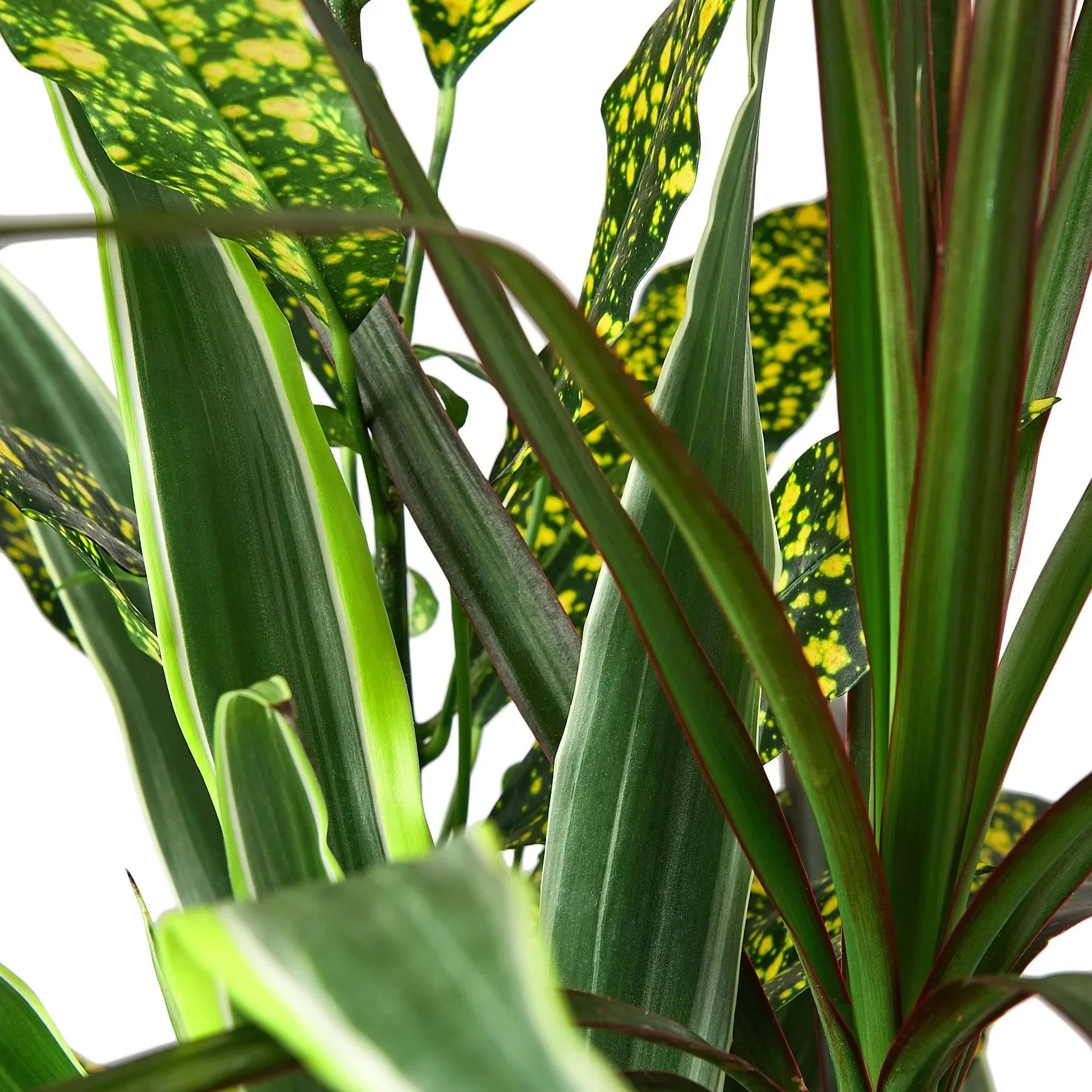 Dracaena 'Combo' - Image 5