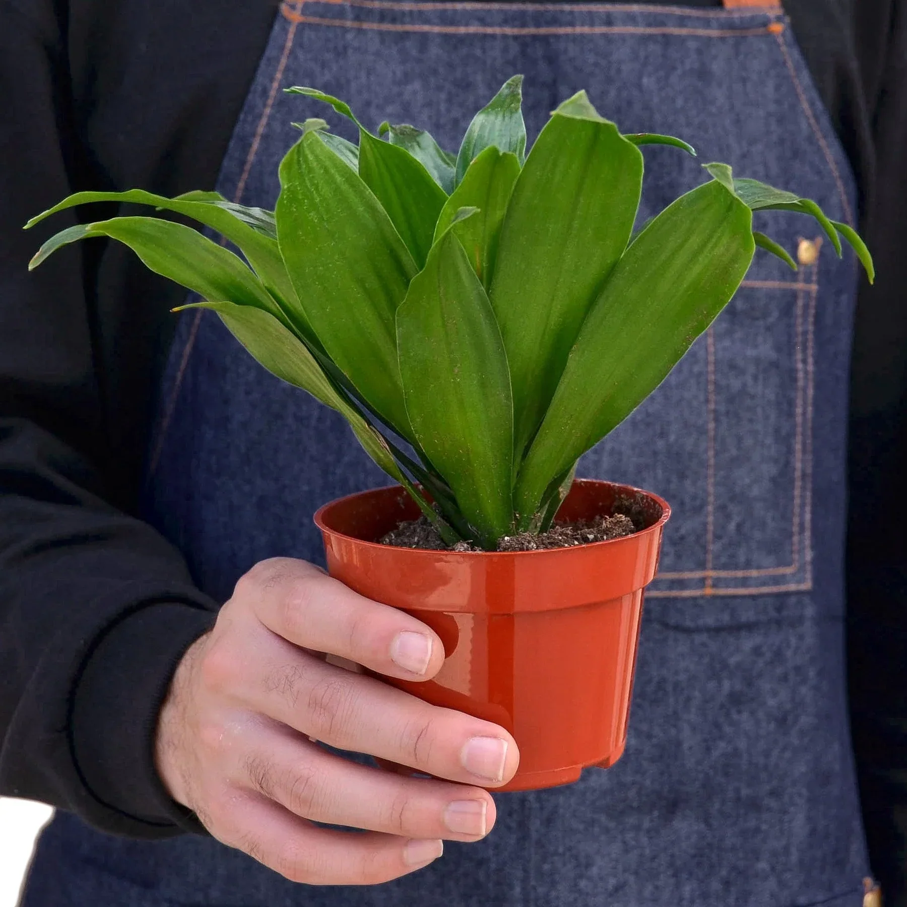 Dracaena 'Janet Craig' - Image 2