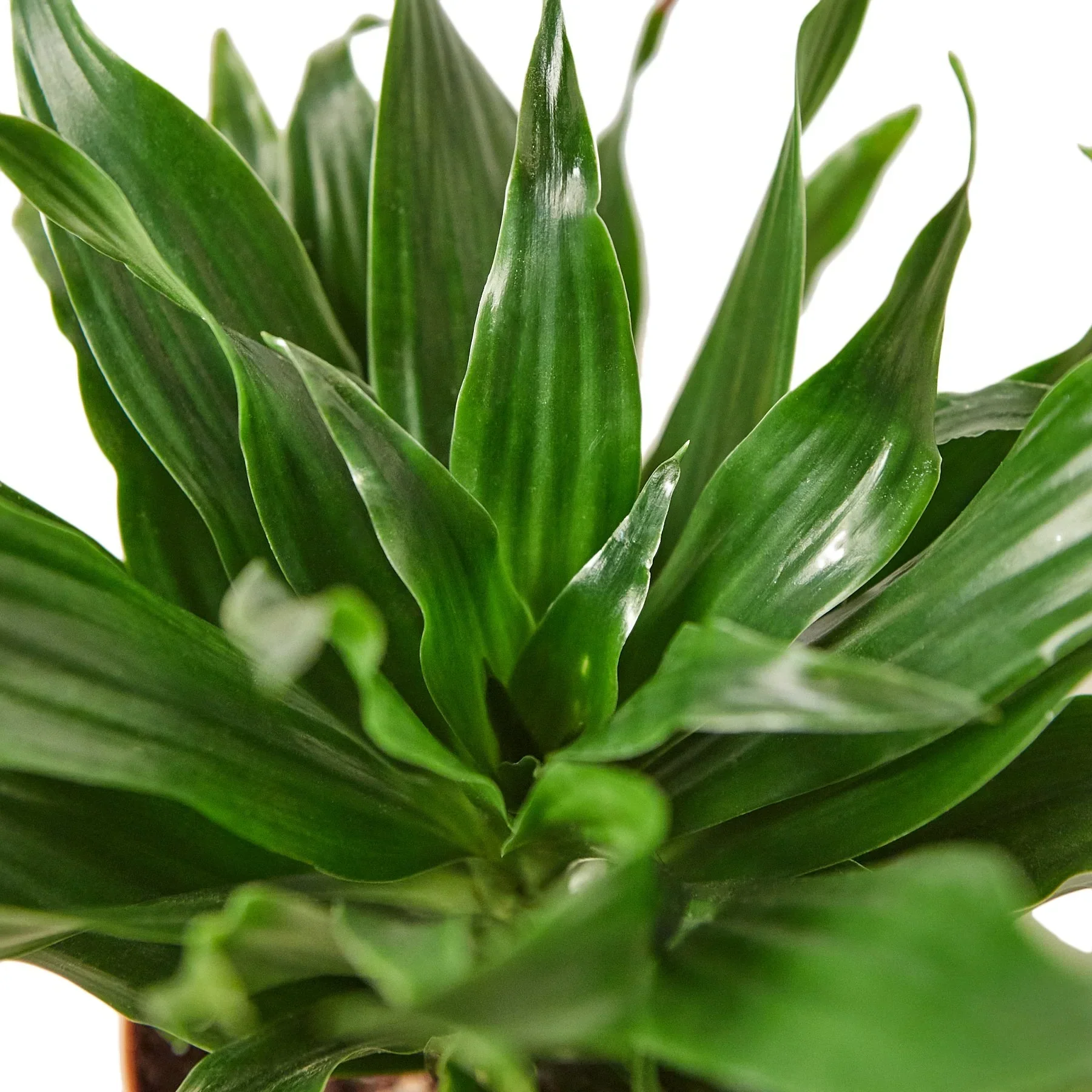 Dracaena 'Janet Craig' - Image 3