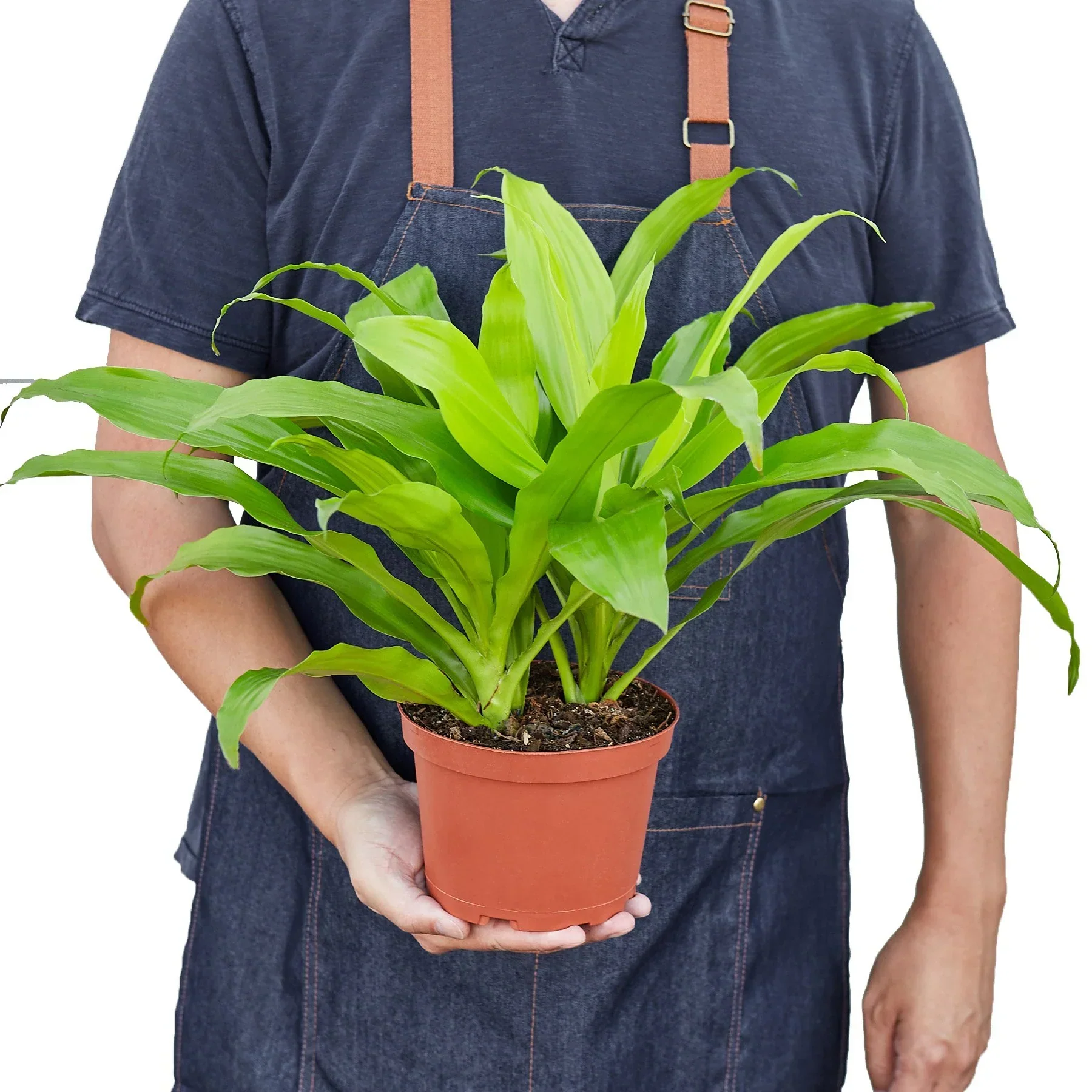 Dracaena 'Lime Light' - Image 3