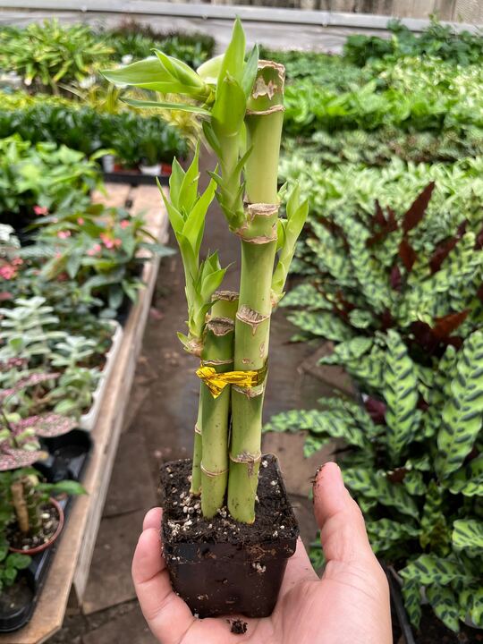 Dracaena 'Lucky Bamboo' - Image 4