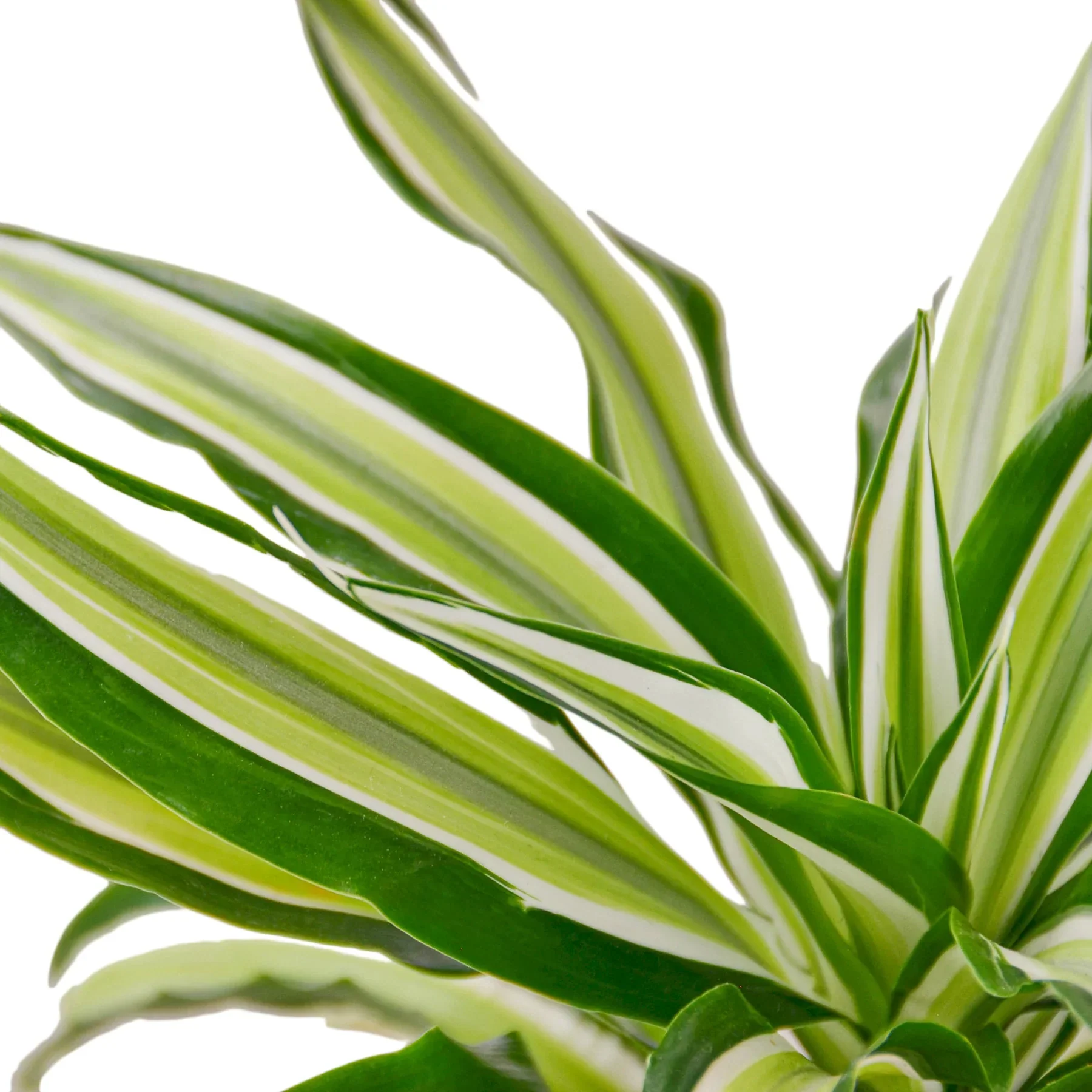 Dracaena 'Malaika' - Image 2