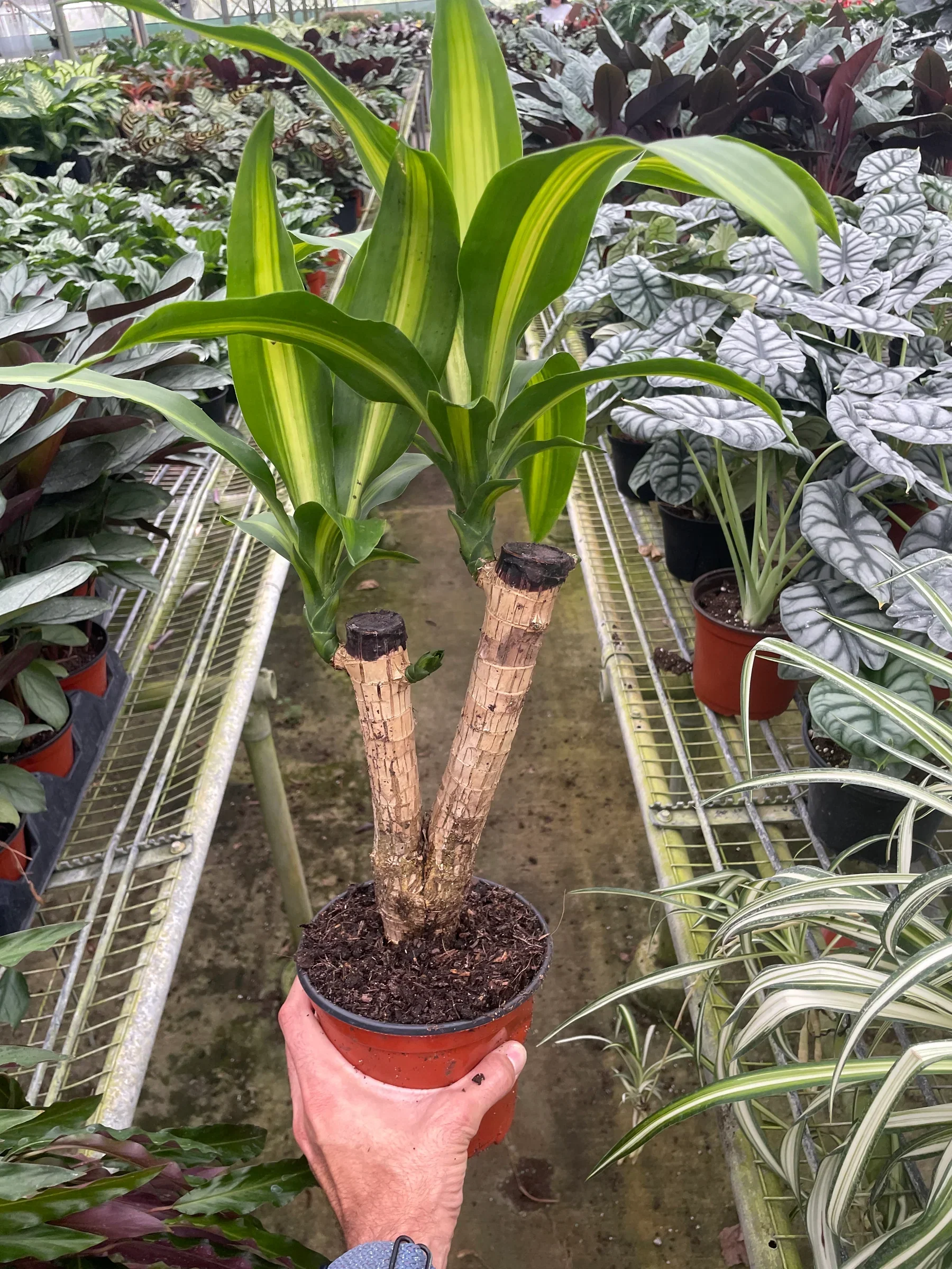 Dracaena Massangeana - Image 3