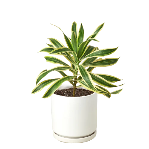 Dracaena 'Song of India' - Image 7