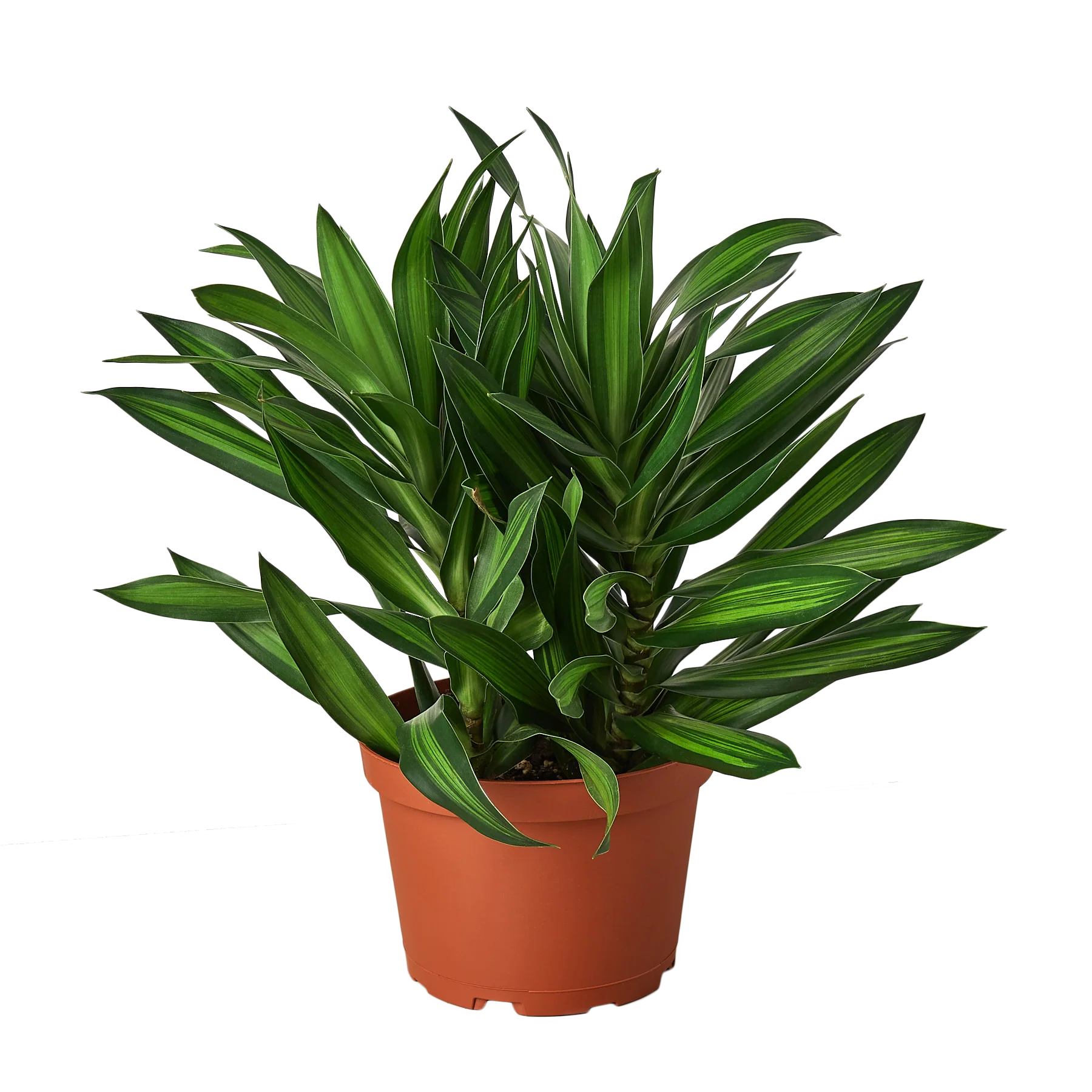 Dracaena 'Song of Jamaica'