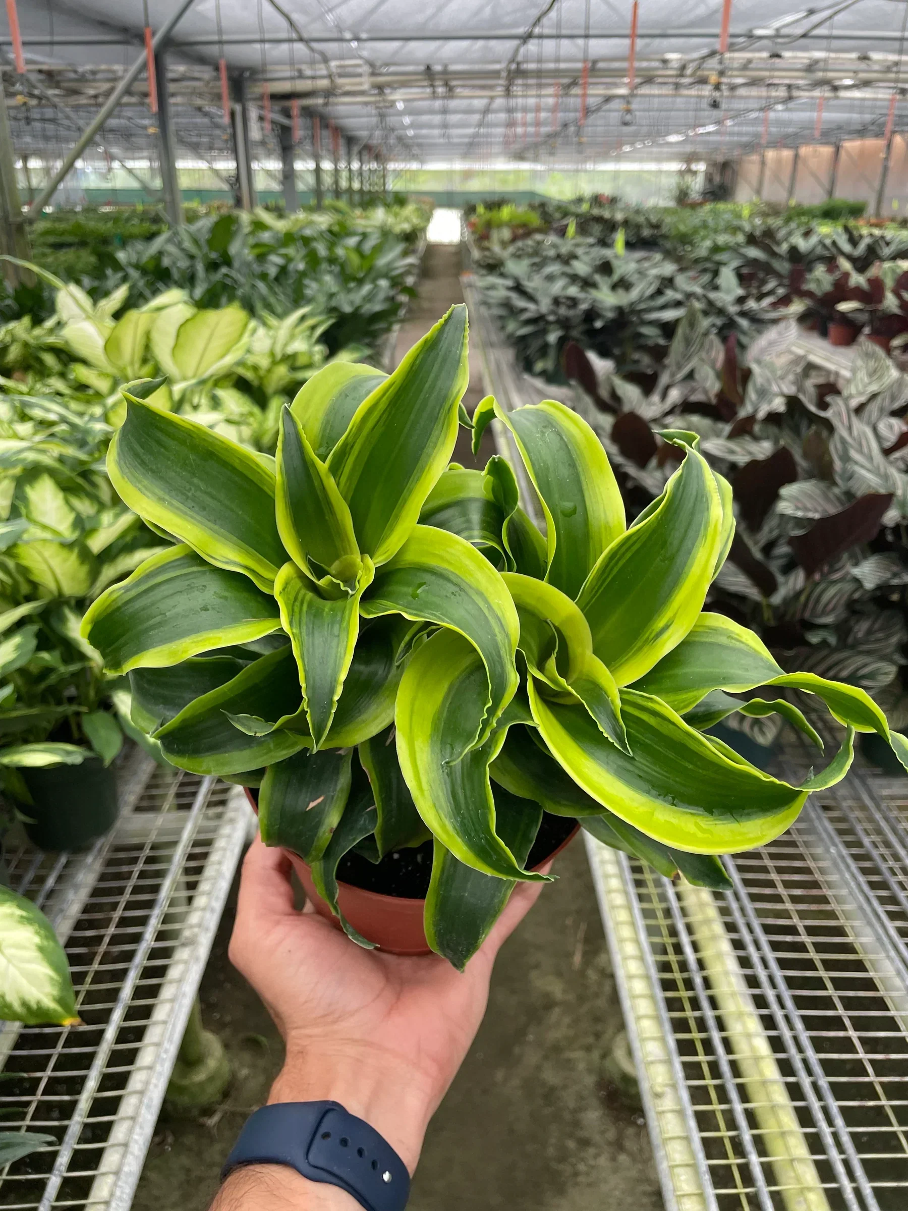 Dracaena 'Tornado' - Image 4