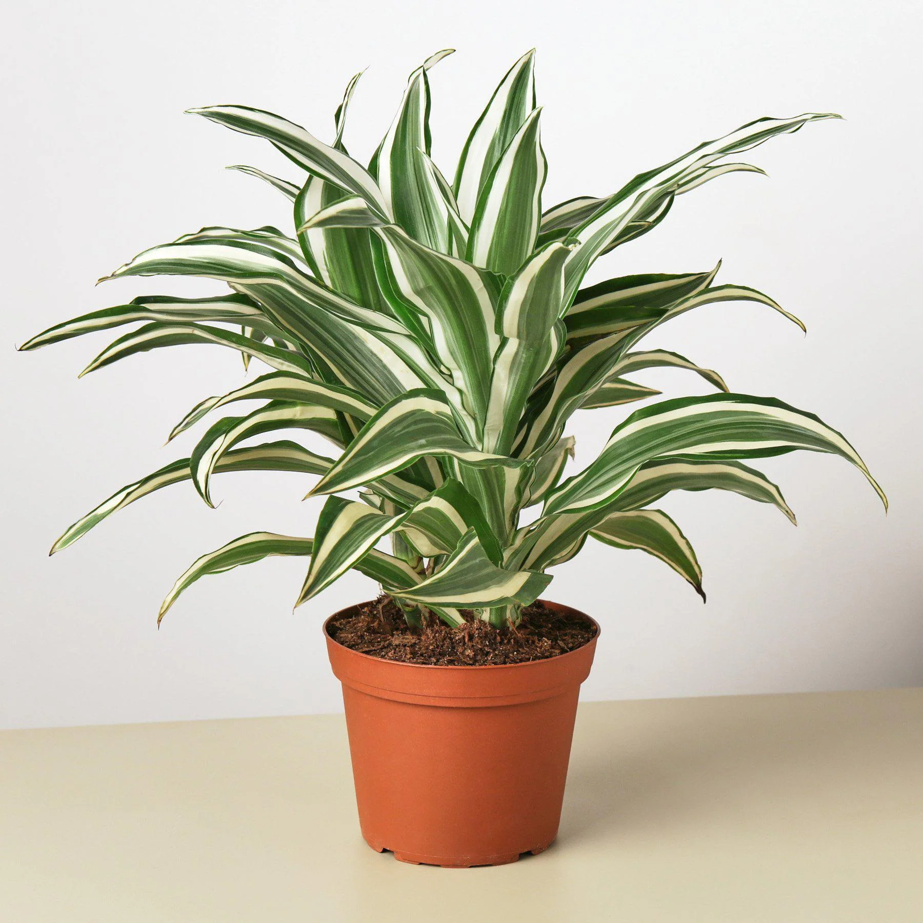 Dracaena 'Warneckii White Jewel' - Image 3