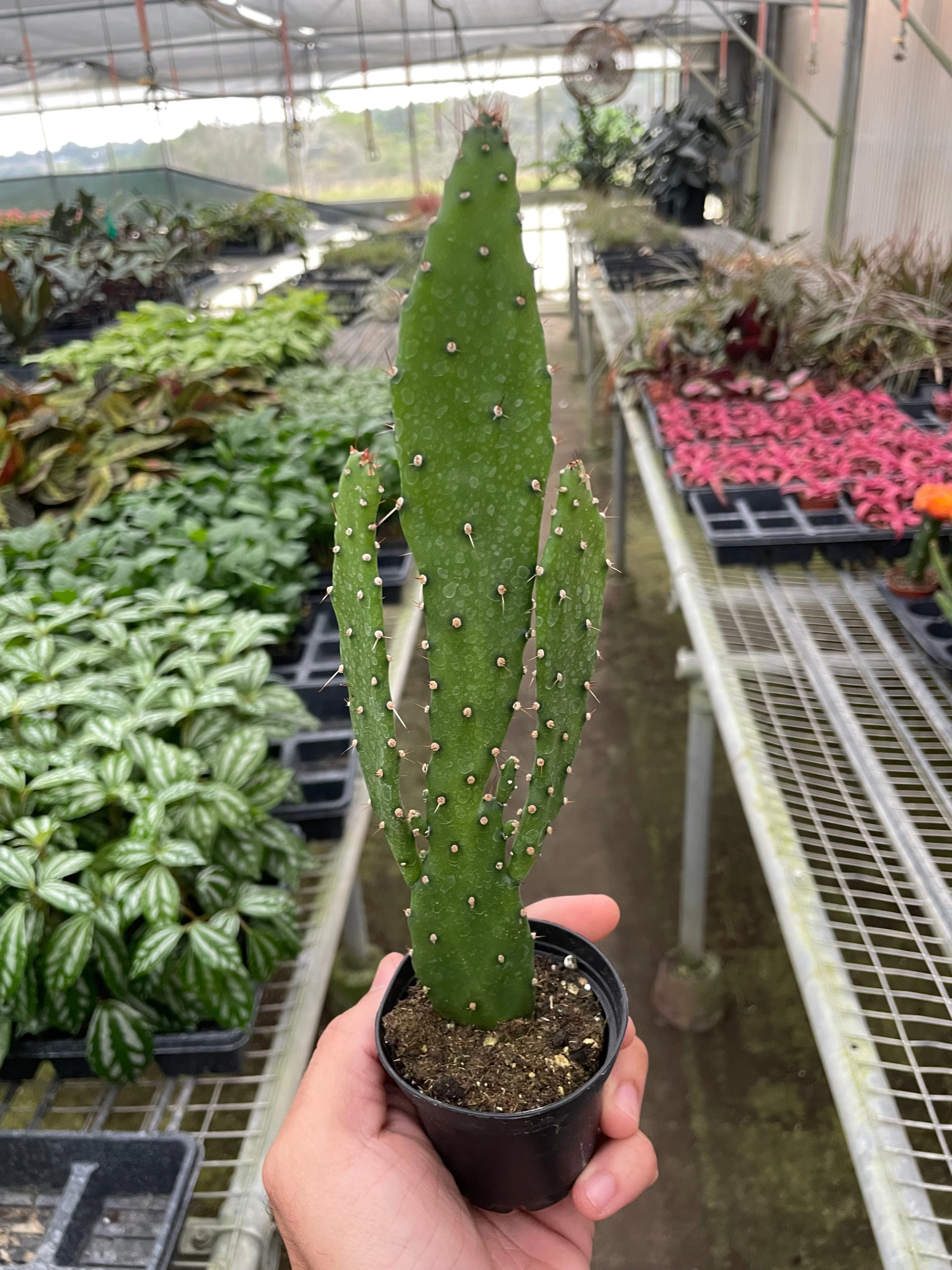 Drooping Prickly Pear Cactus - Image 2
