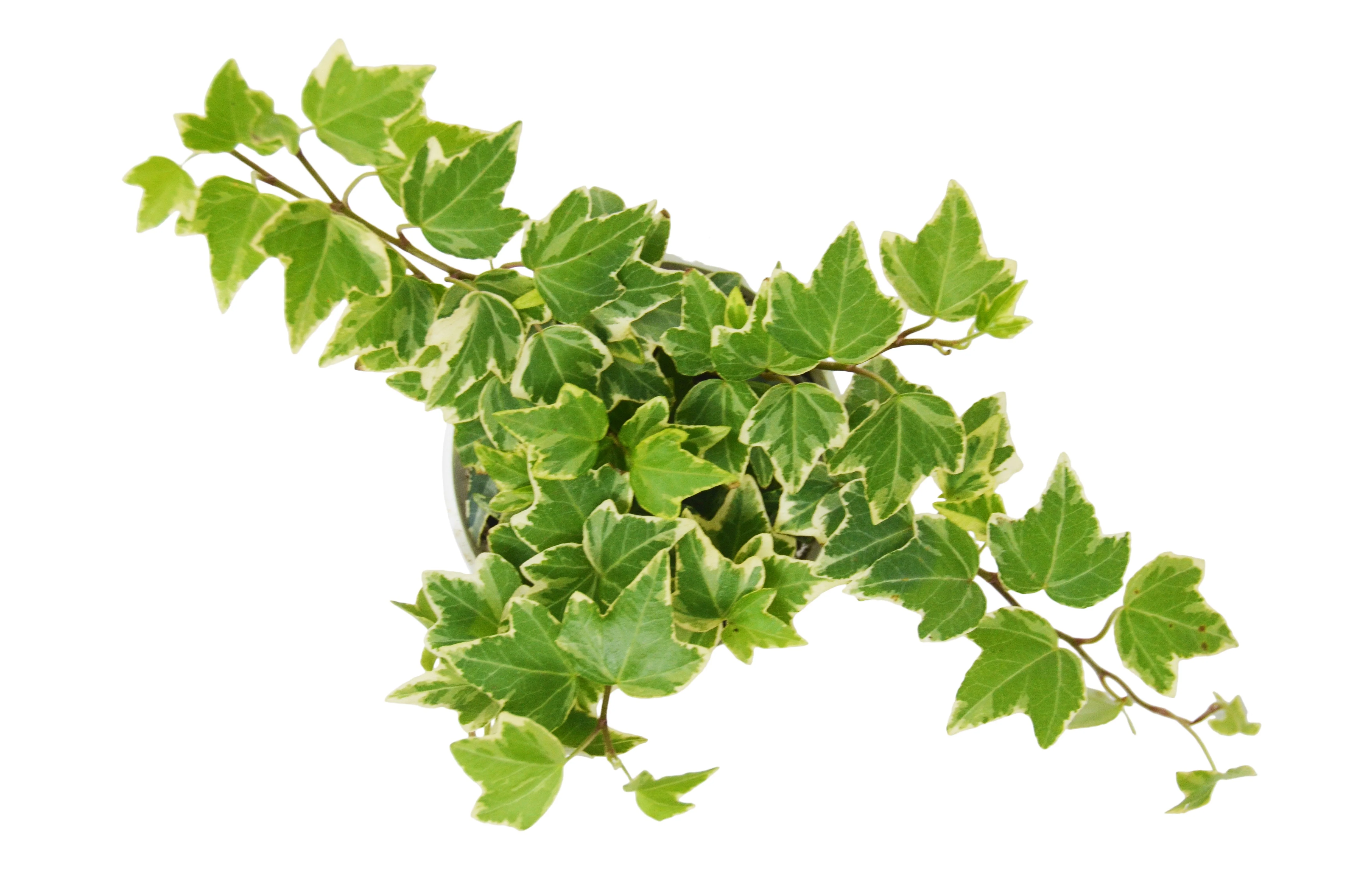 English Ivy 'Eva' - Image 3