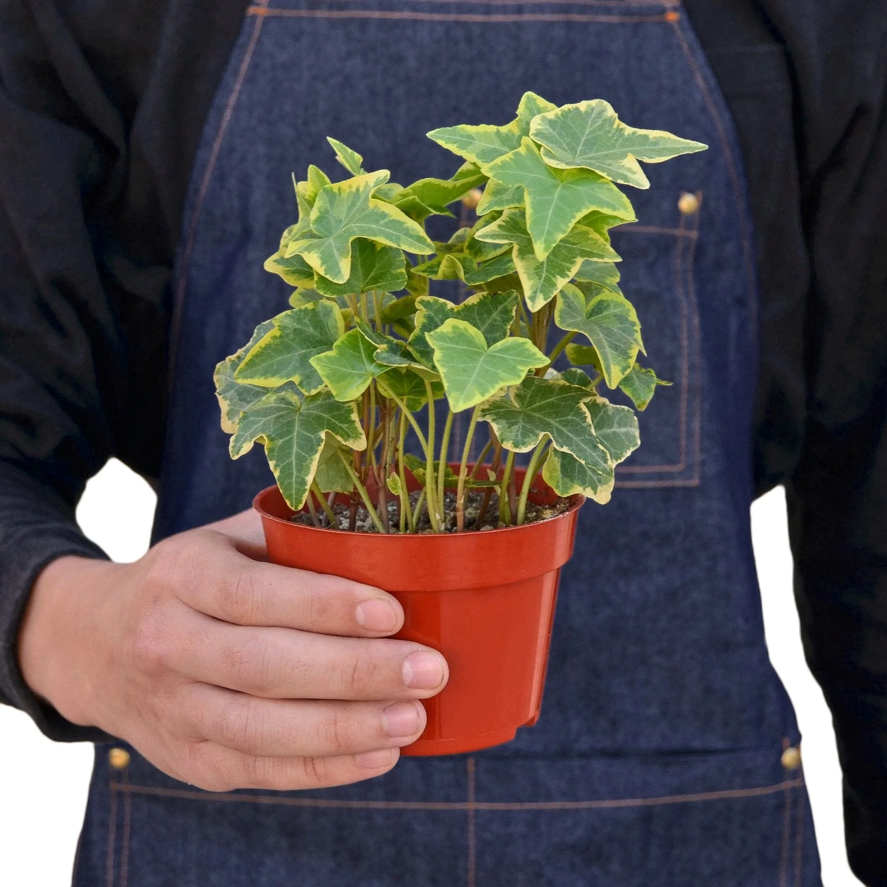 English Ivy Gold Child - Image 3