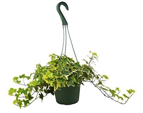 English Ivy Gold Child - Image 4