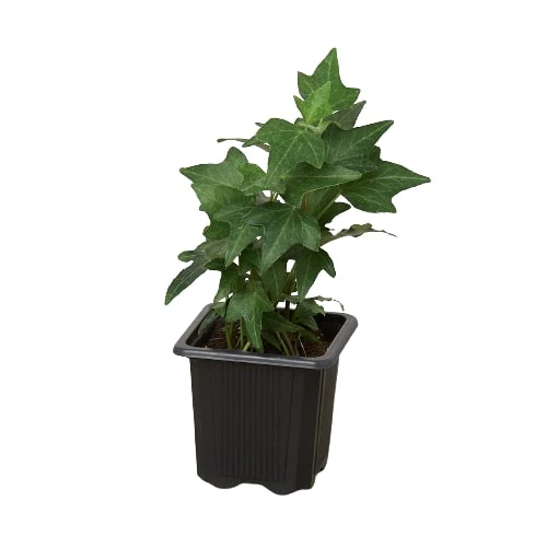English Ivy Green California - Image 4