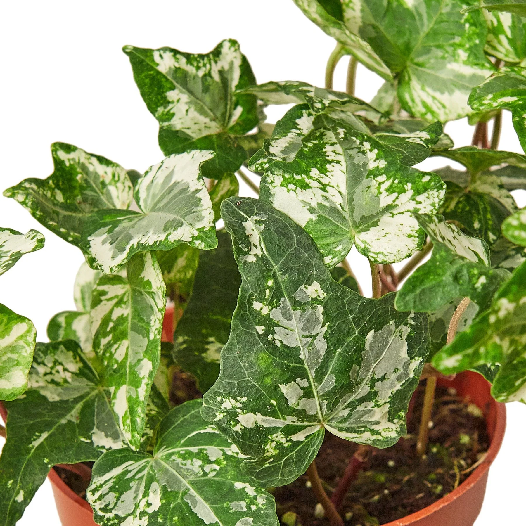 English Ivy 'Kolibre' - Image 2