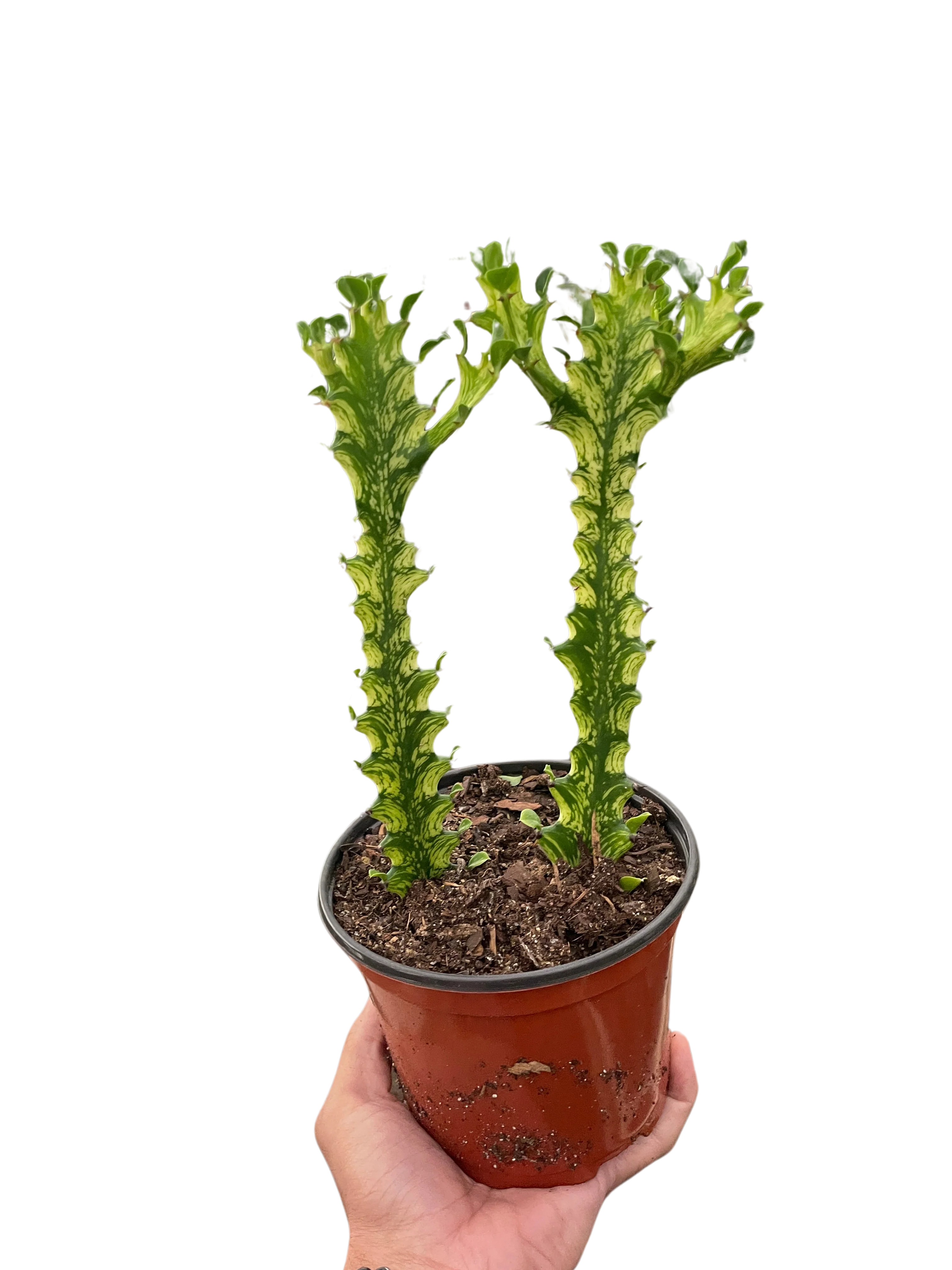 Euphorbia 'Mint Cream' - Image 4
