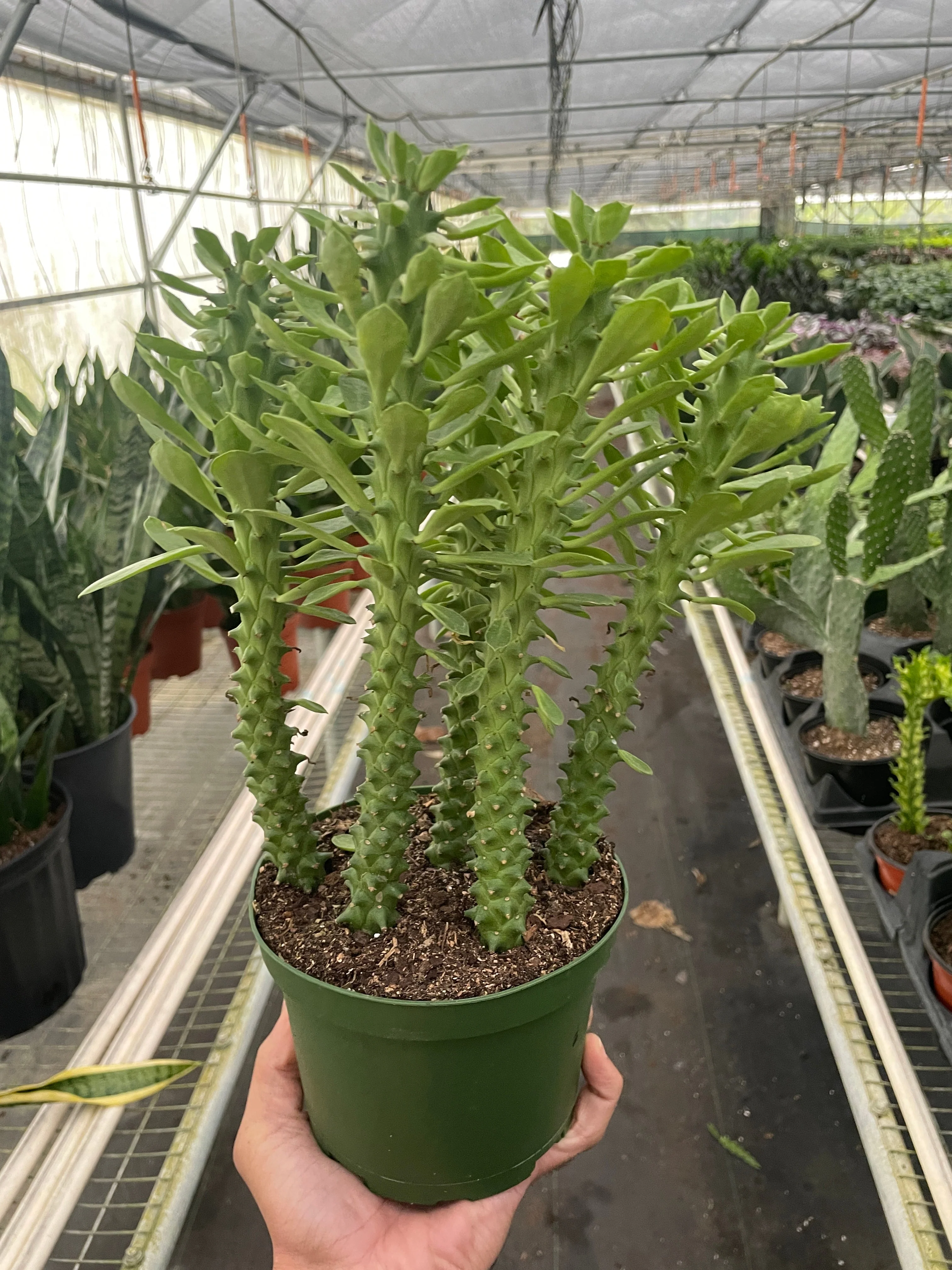 Euphorbia 'Sausage Spurge' - Image 2