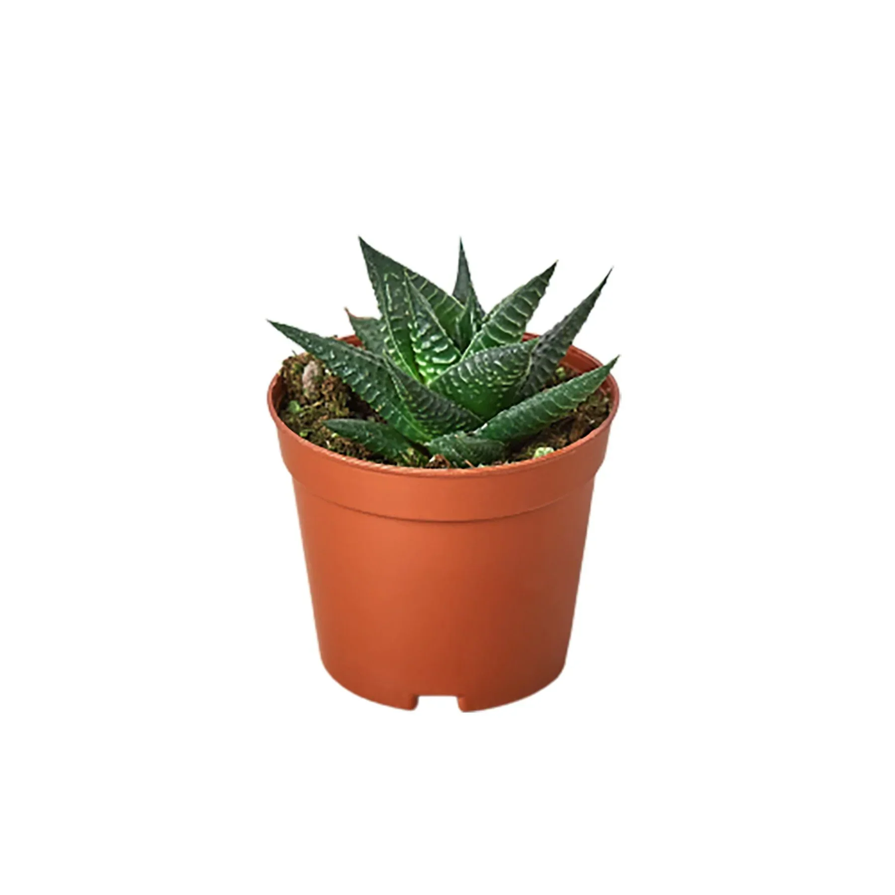 Fairy Washboard Haworthia - Image 4
