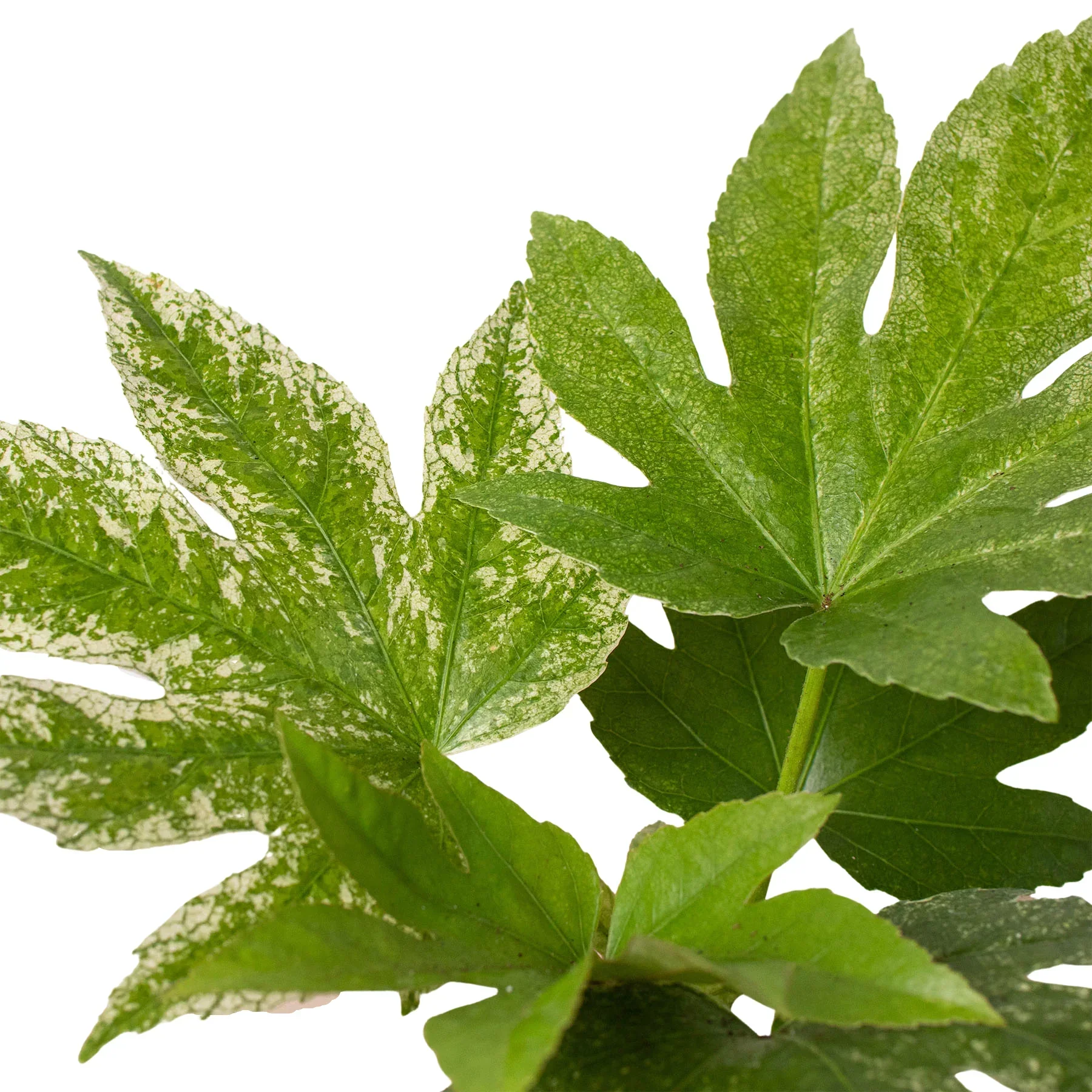 Fatsia 'Spider's Web' - Image 2